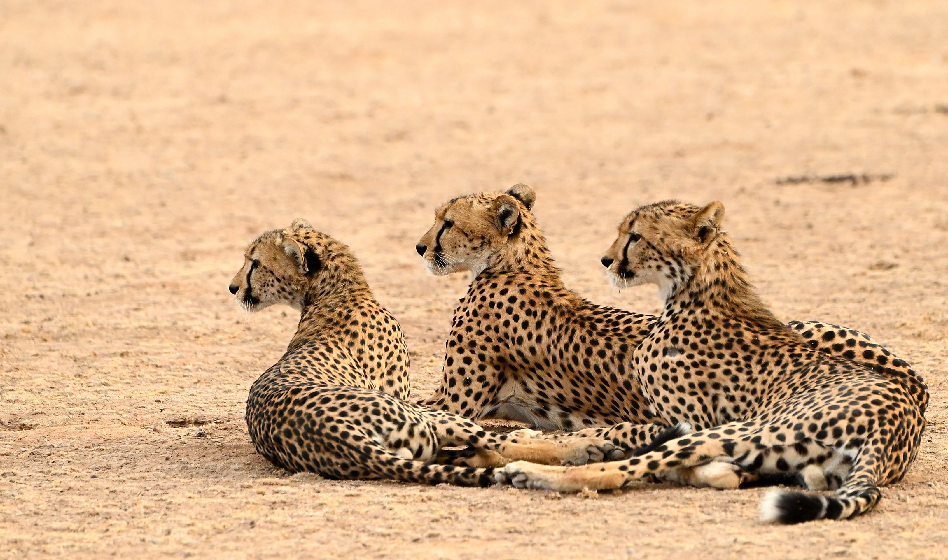 Big Cat Cheetah Wildlife Predator Animal 3250x1921
