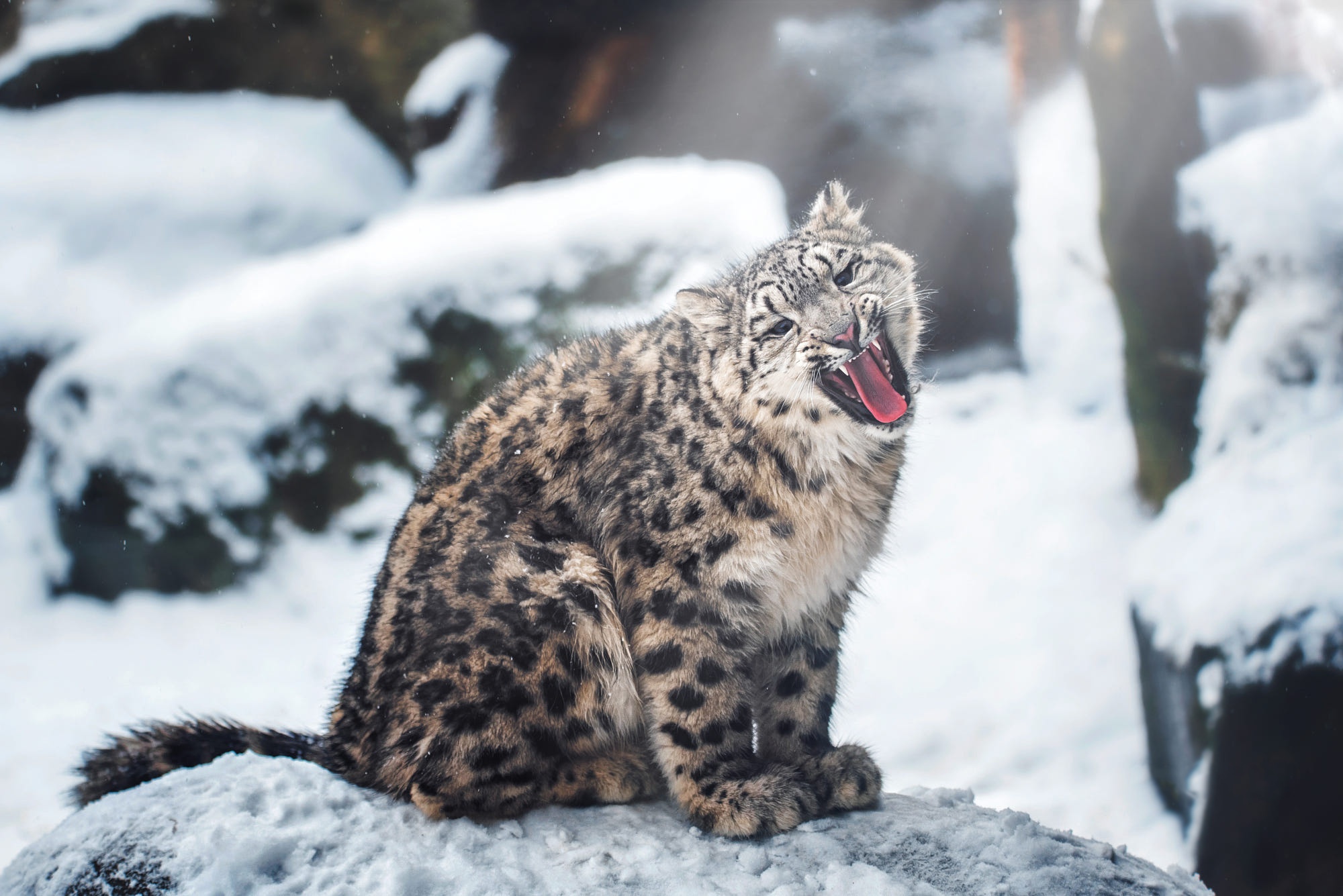 Snow Snow Leopard Winter 2000x1335