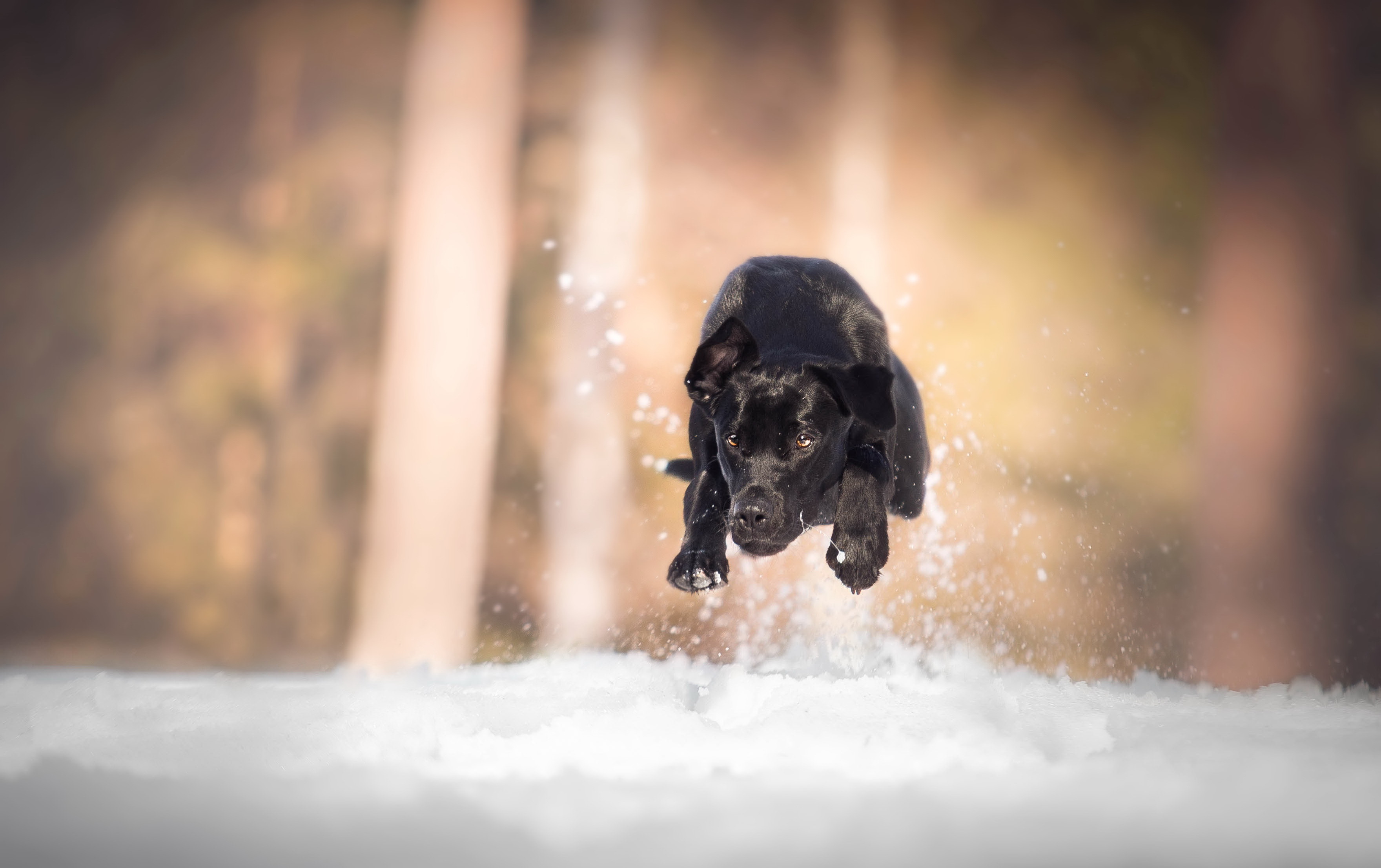 Depth Of Field Dog Labrador Pet Snow 3520x2212