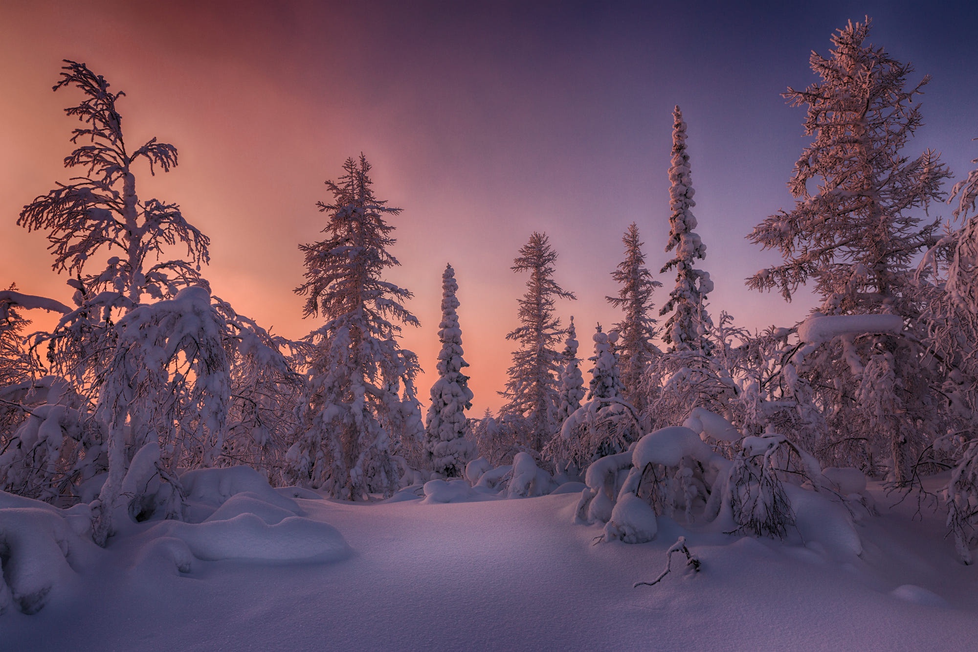 Forest Sky Snow Spruce Sunset Winter 2000x1333