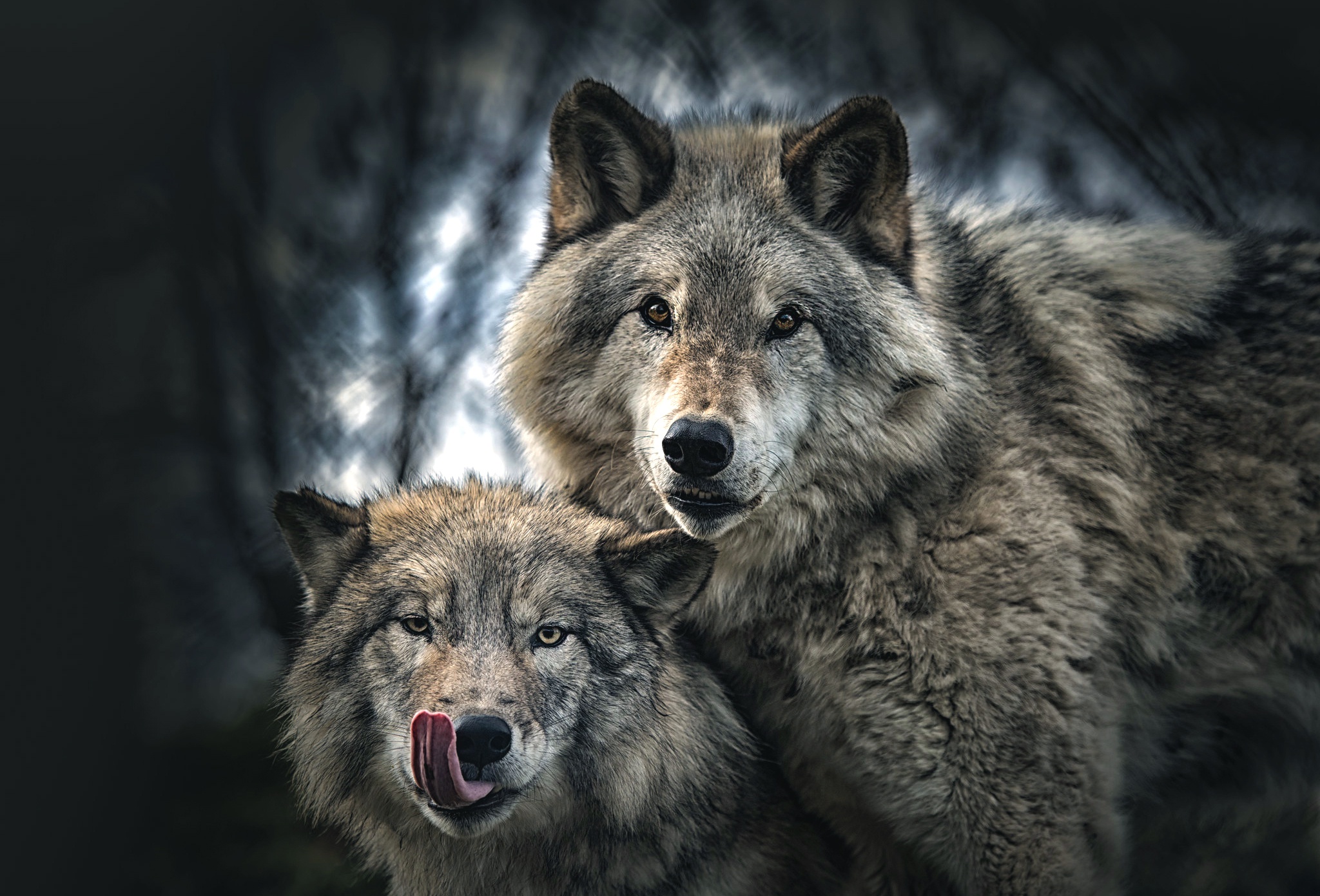 Wildlife Wolf Predator Animal 2048x1391