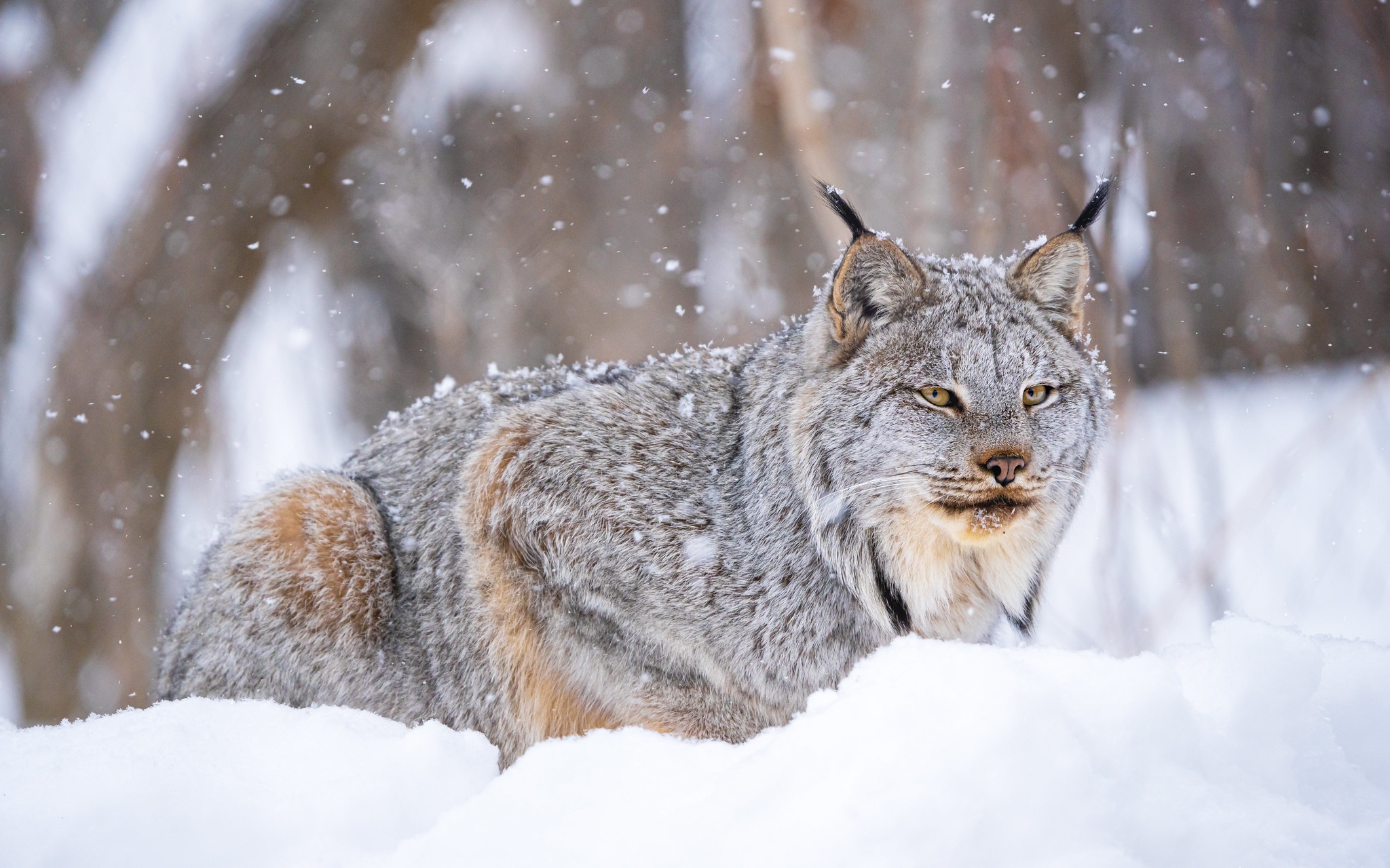 Lynx Snow Wildlife Winter Predator Animal 2048x1280