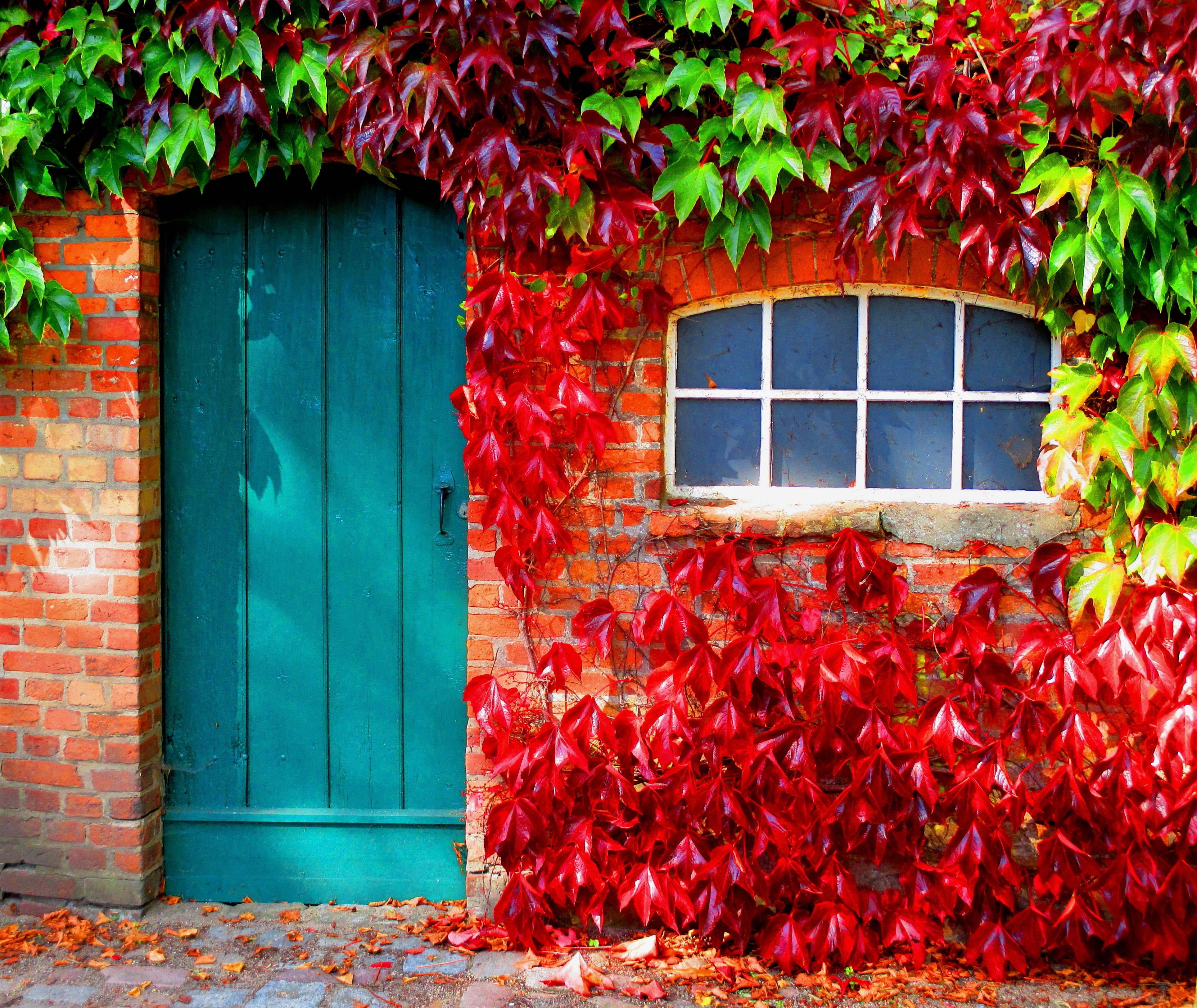 Красный плющ. Осенний красный плющ. Дверь в осень. Красивые двери. Осень дом двери.