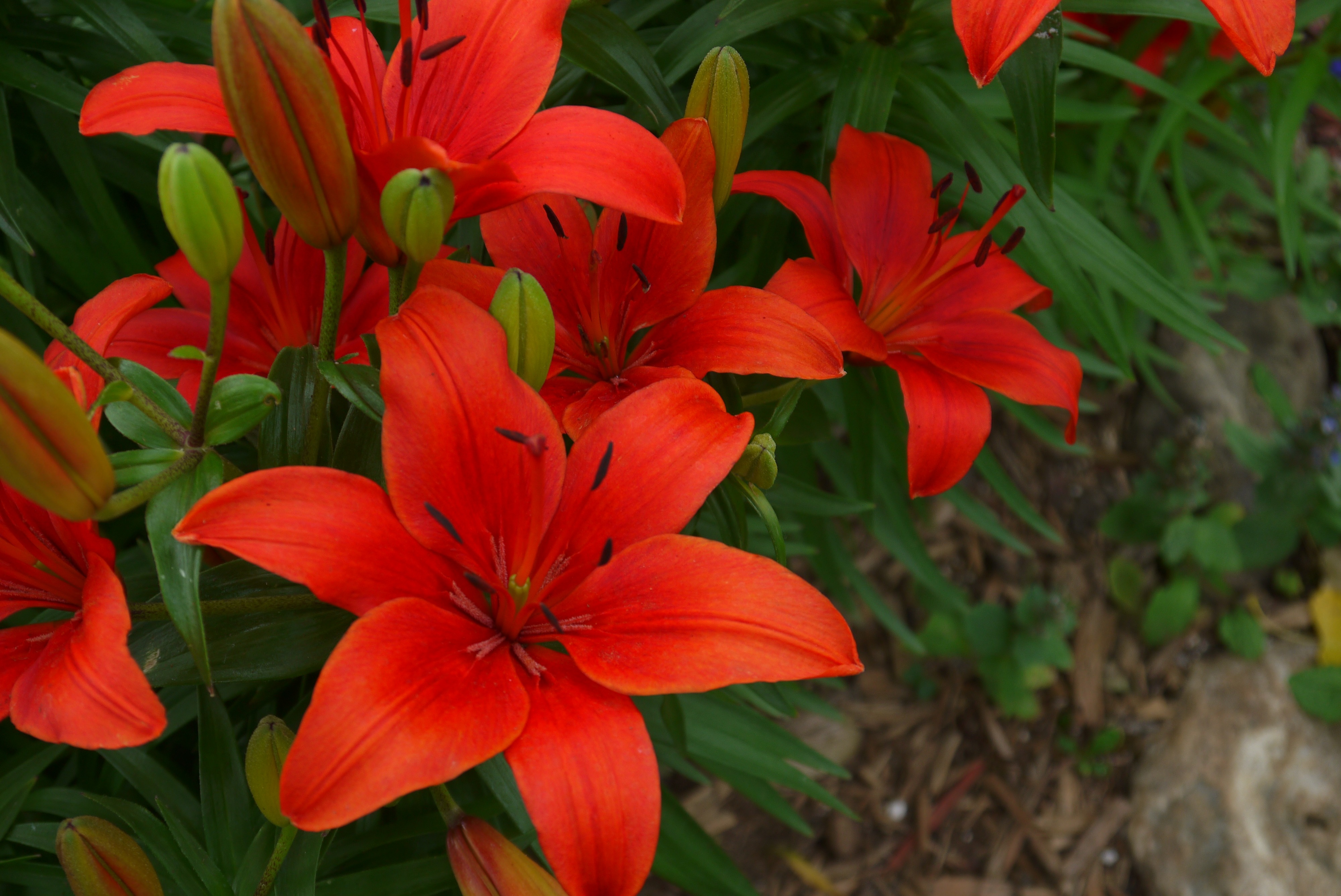Earth Flower Lily Red Flower 4000x2672
