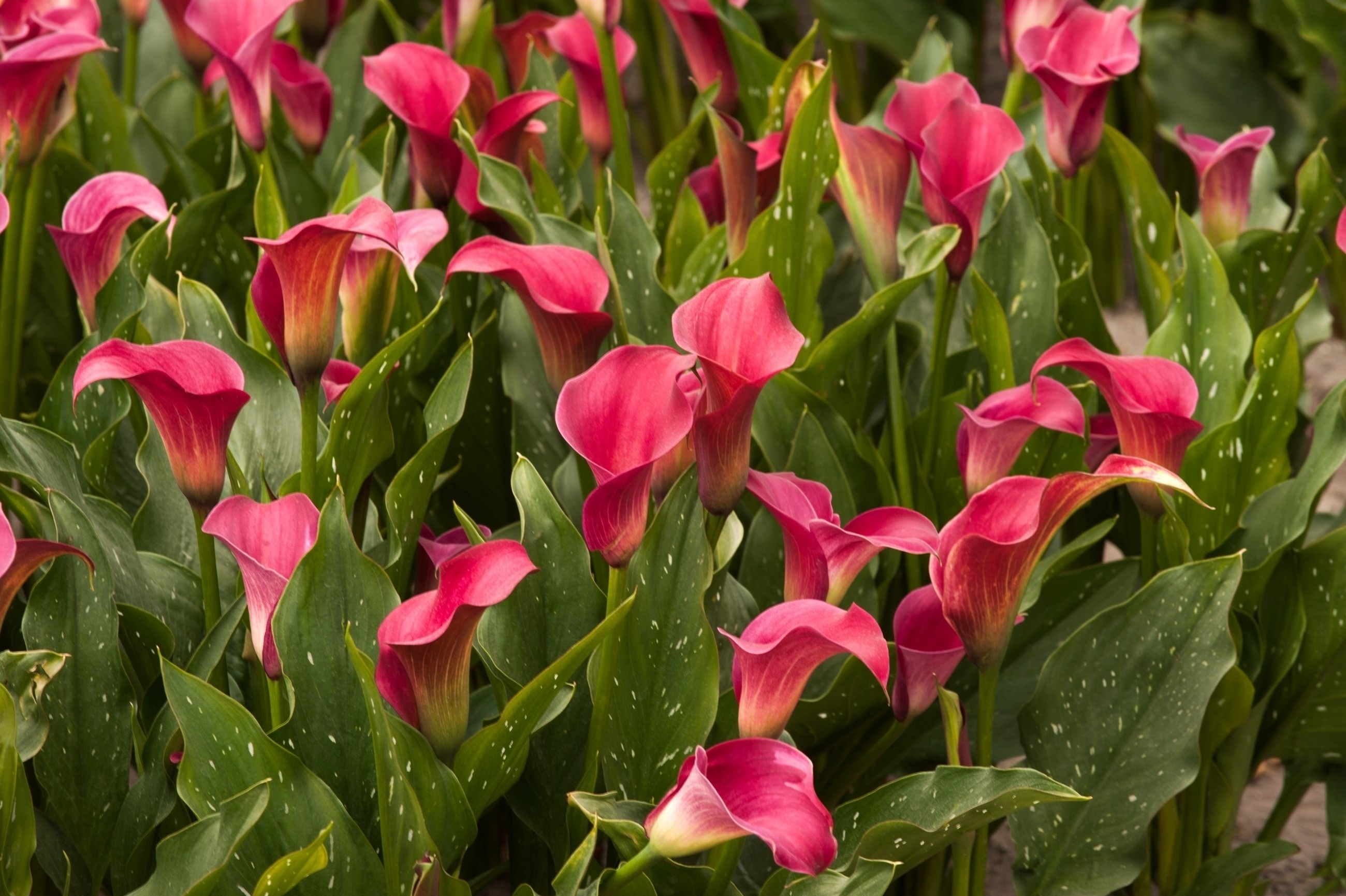 Calla Lily Green Leaf Nature Pink Flower 2600x1730