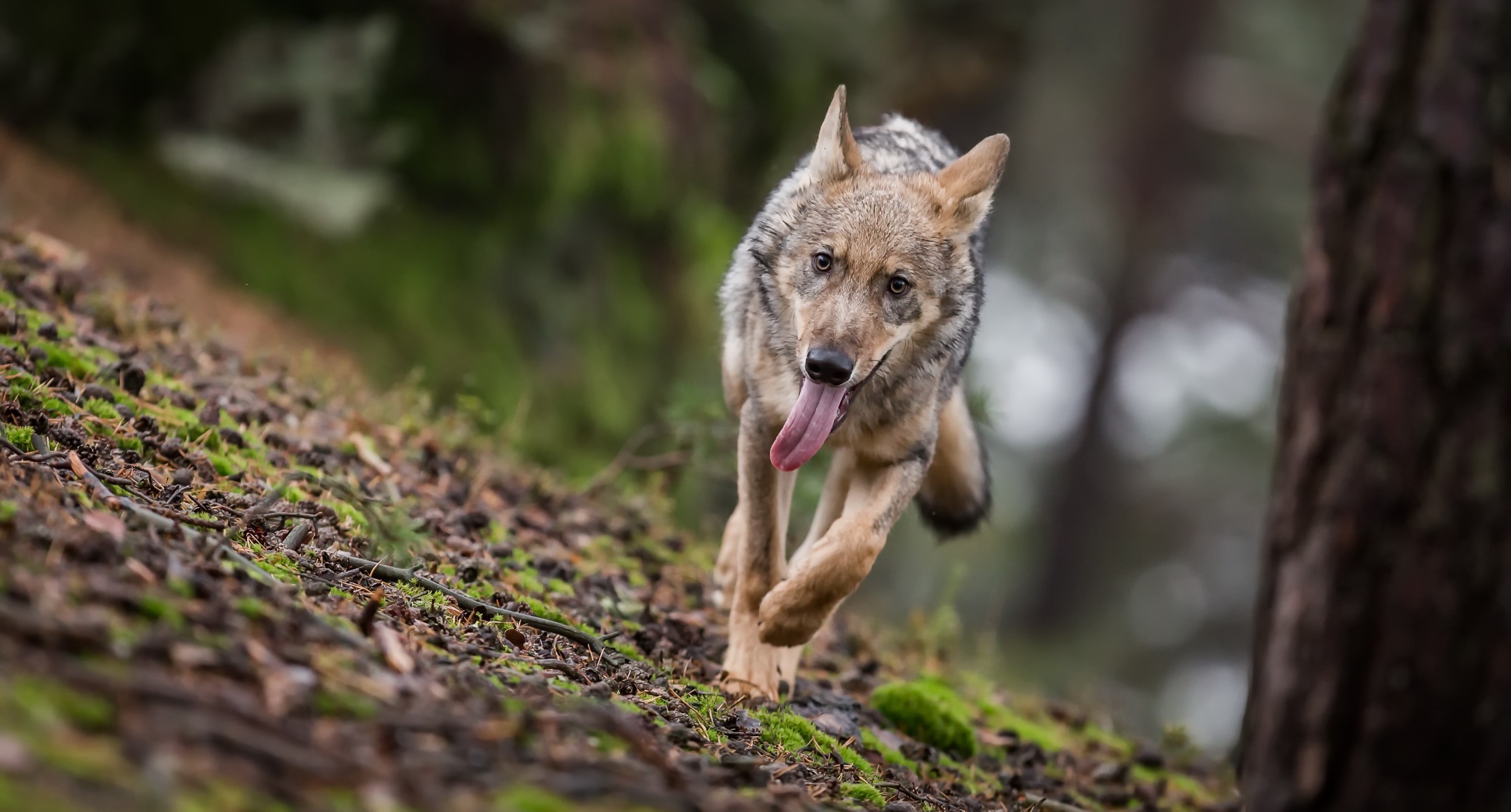 Depth Of Field Wildlife Wolf Predator Animal 2220x1194