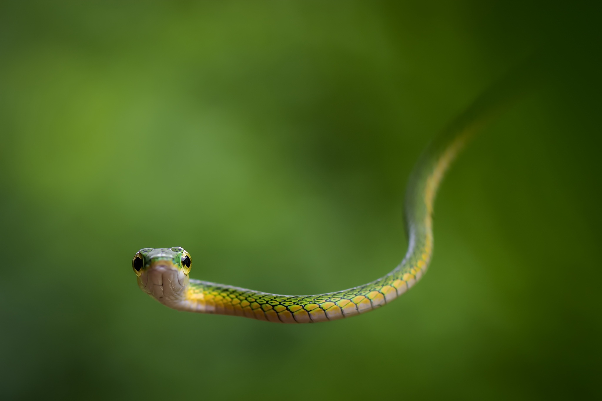 Green Reptile Snake Wildlife 2048x1365