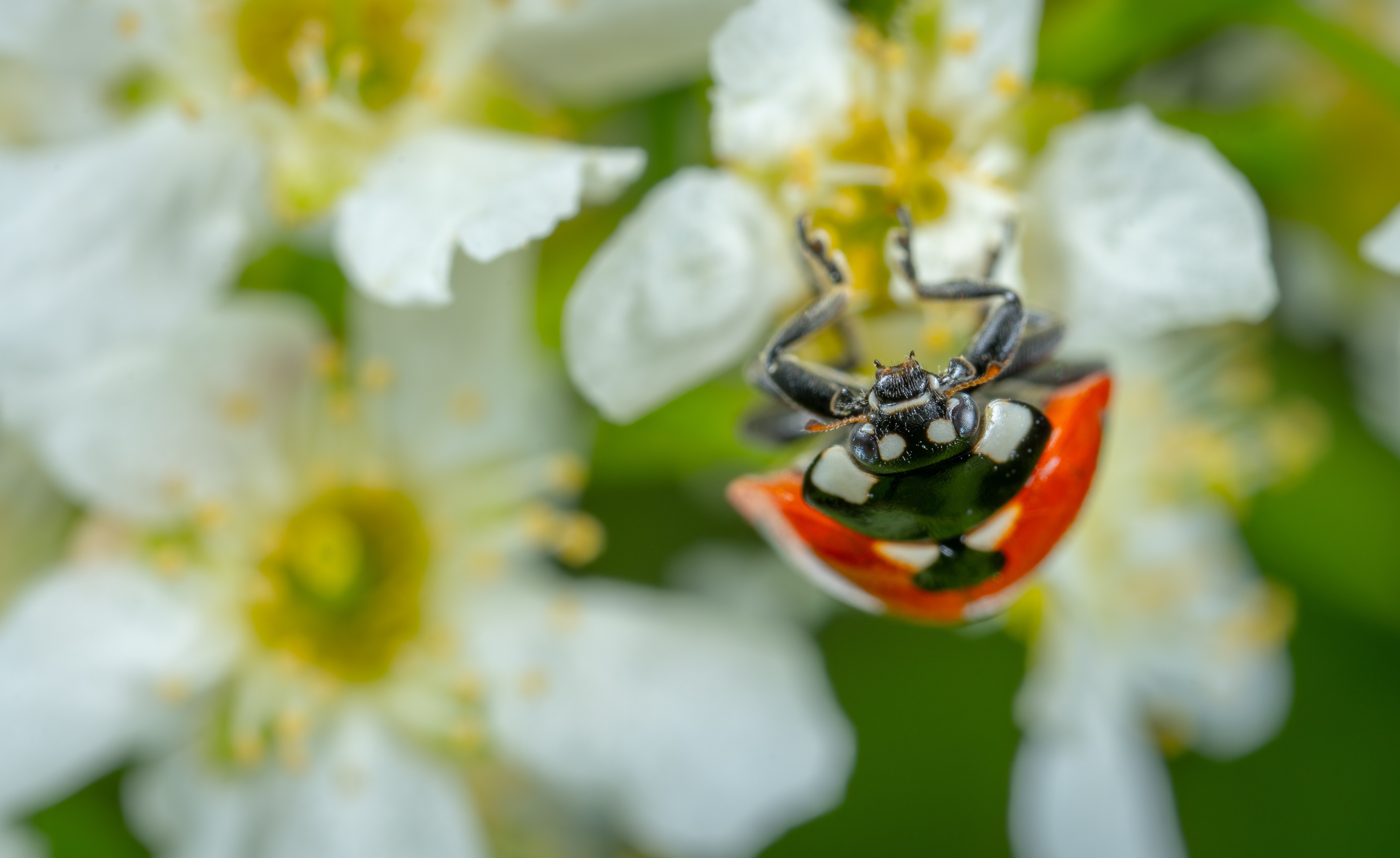 Insect Ladybug Macro 5470x3353