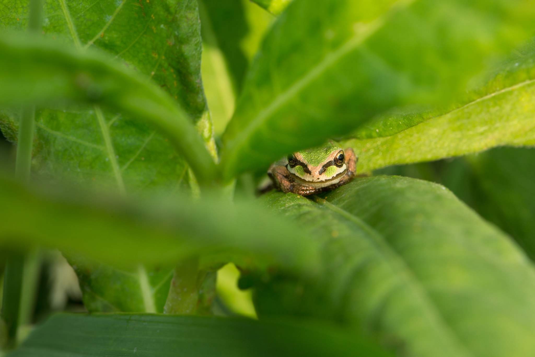 Amphibian Frog Green Leaf Wildlife 2048x1365