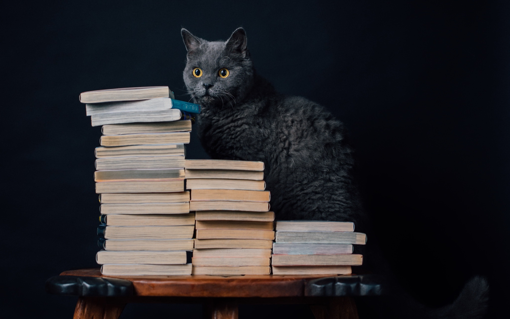 Book Cat Pet 2048x1281