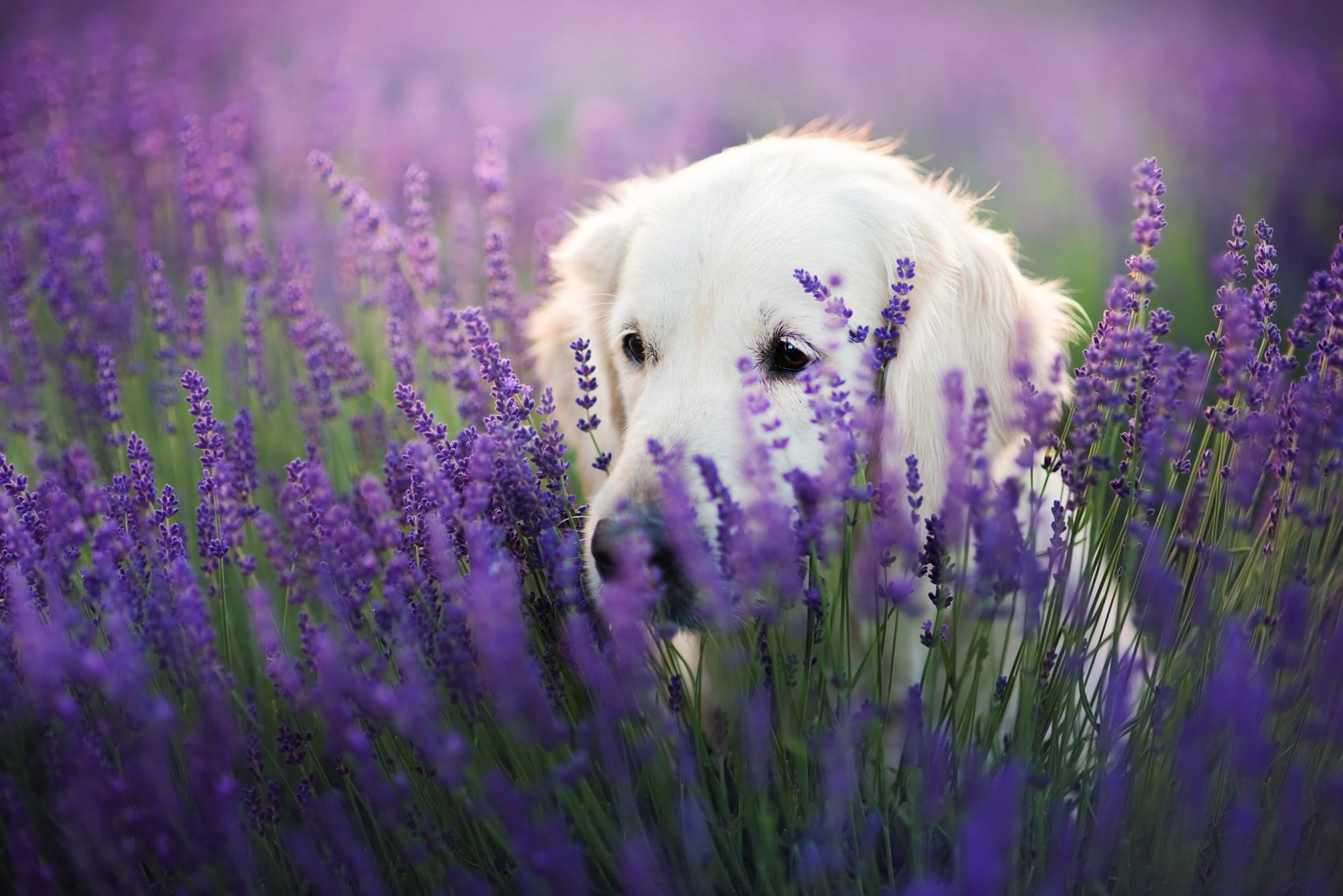 Dog Labrador Retriever Lavender Pet Purple Flower 2048x1367