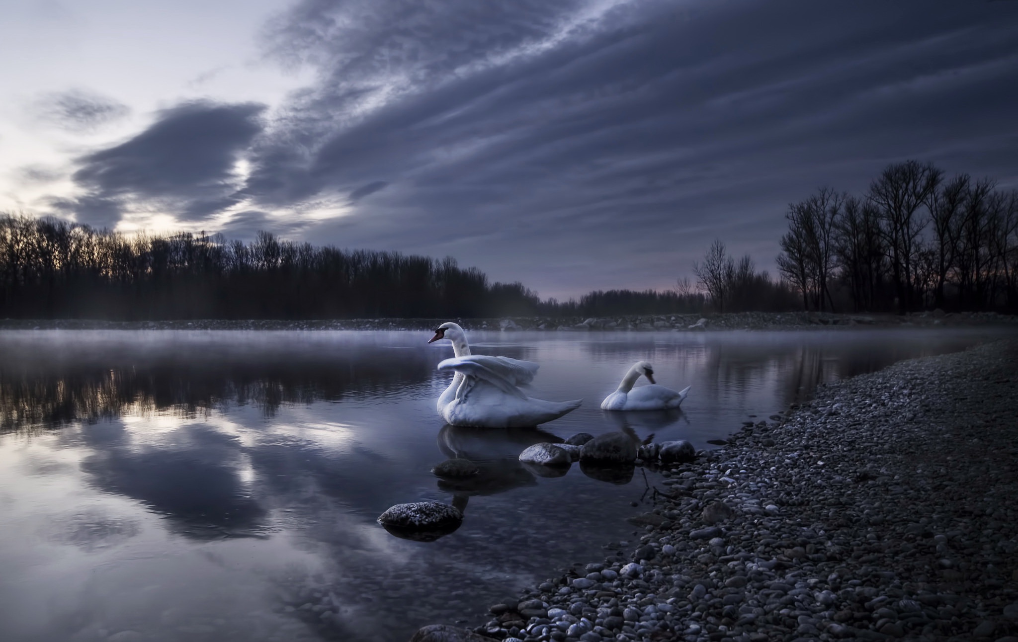 Bird Lake Mute Swan Swan 2048x1292