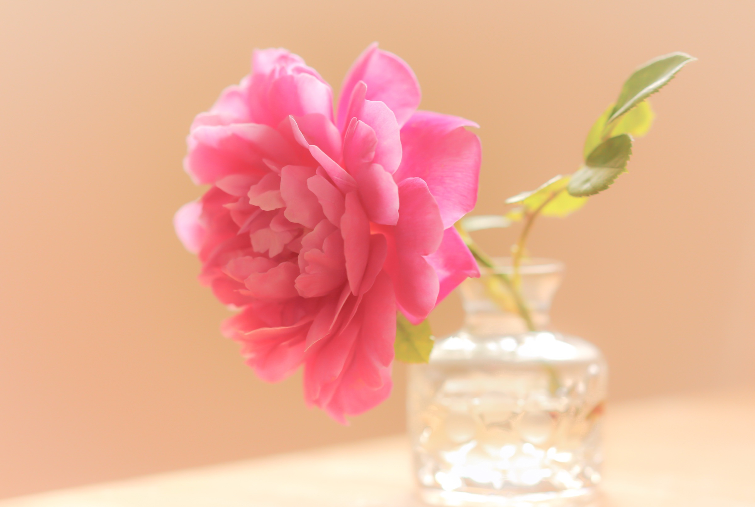 Flower Rose Vase 2400x1612