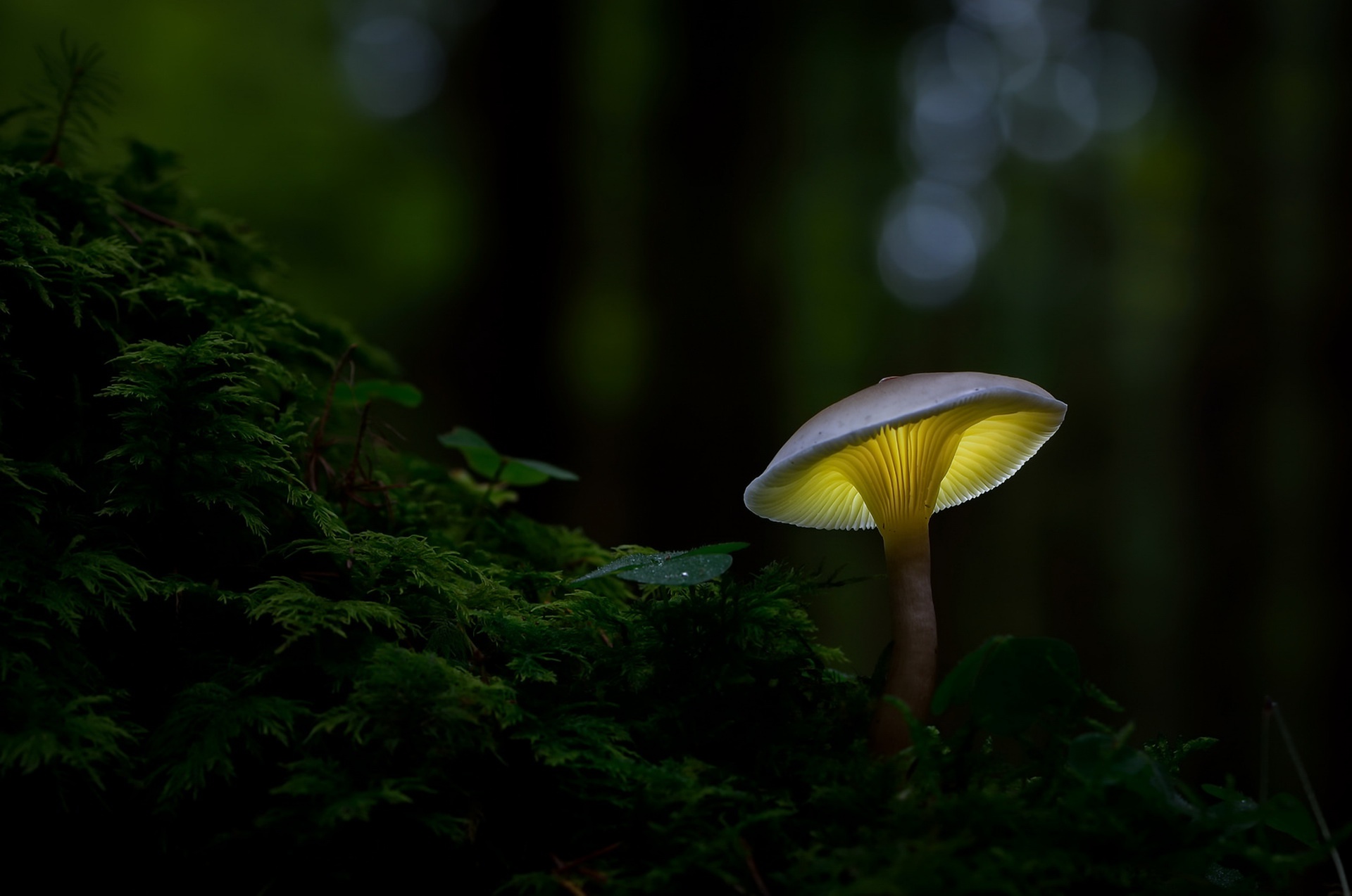Greenery Macro Mushroom Nature 1920x1274