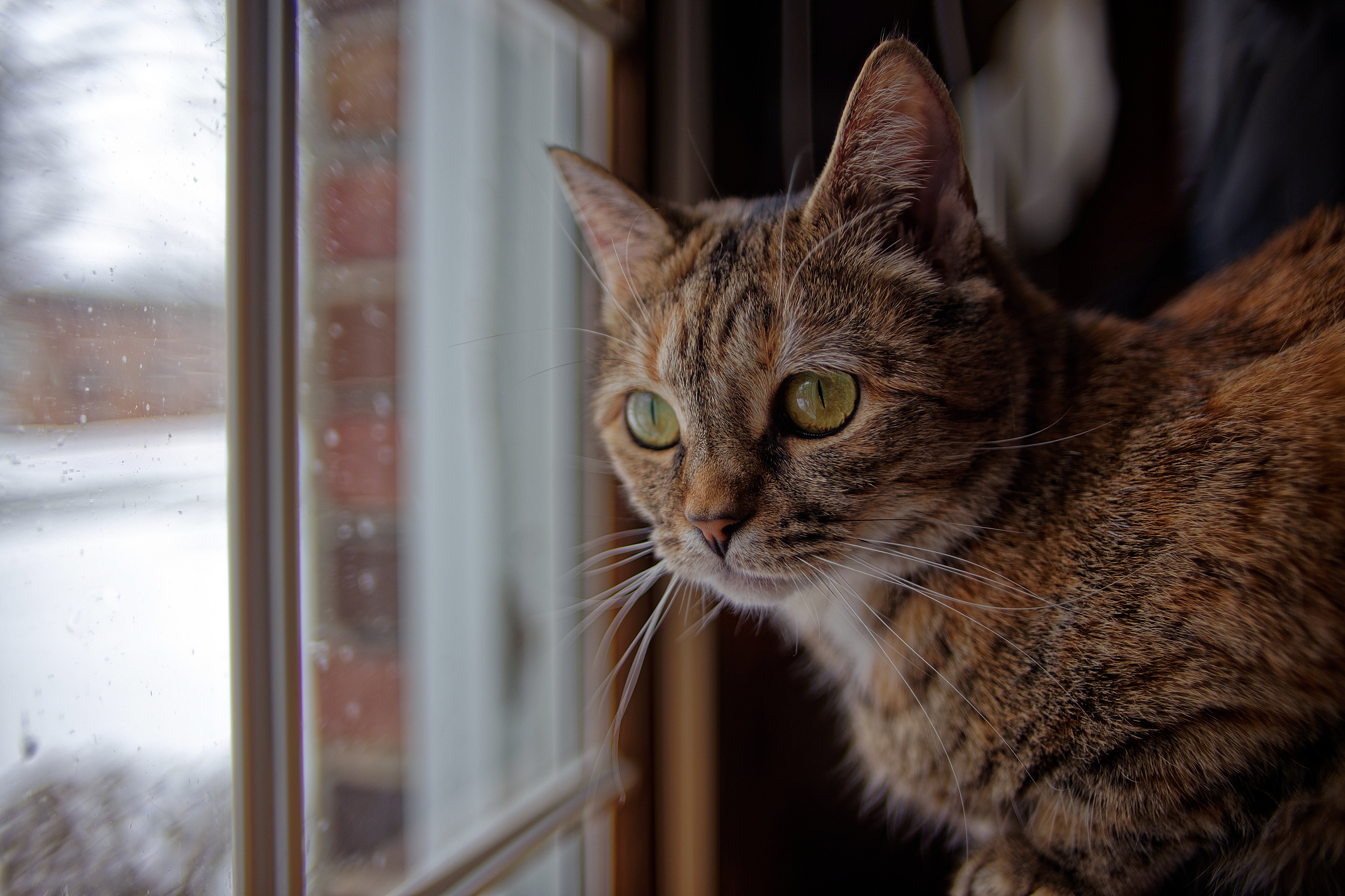 Cats Ears Whiskers Fur Window Animals Mammals Feline By The Window Tabby 6144x4096