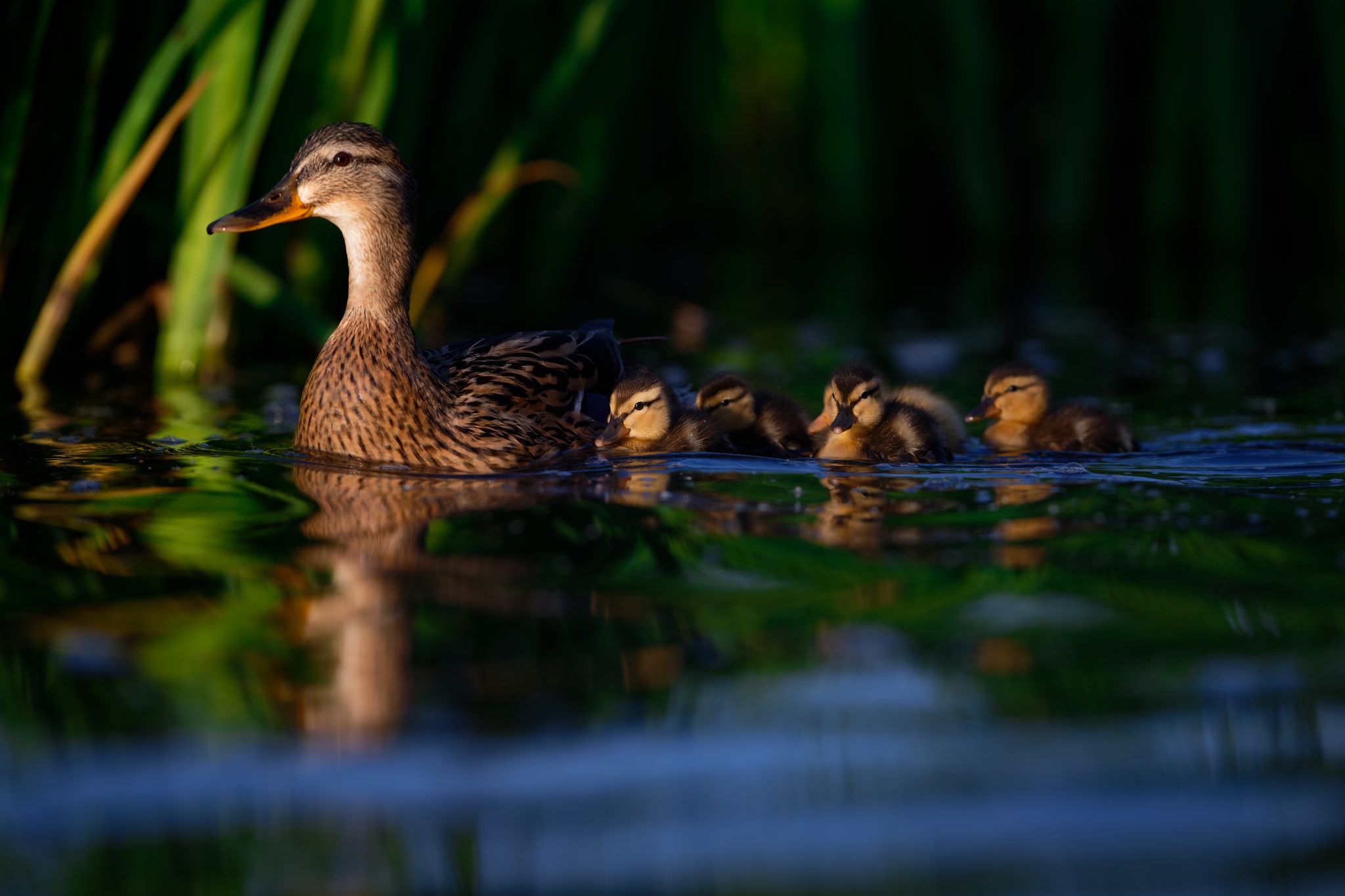 Baby Animal Bird Duck Duckling Wildlife 2048x1365