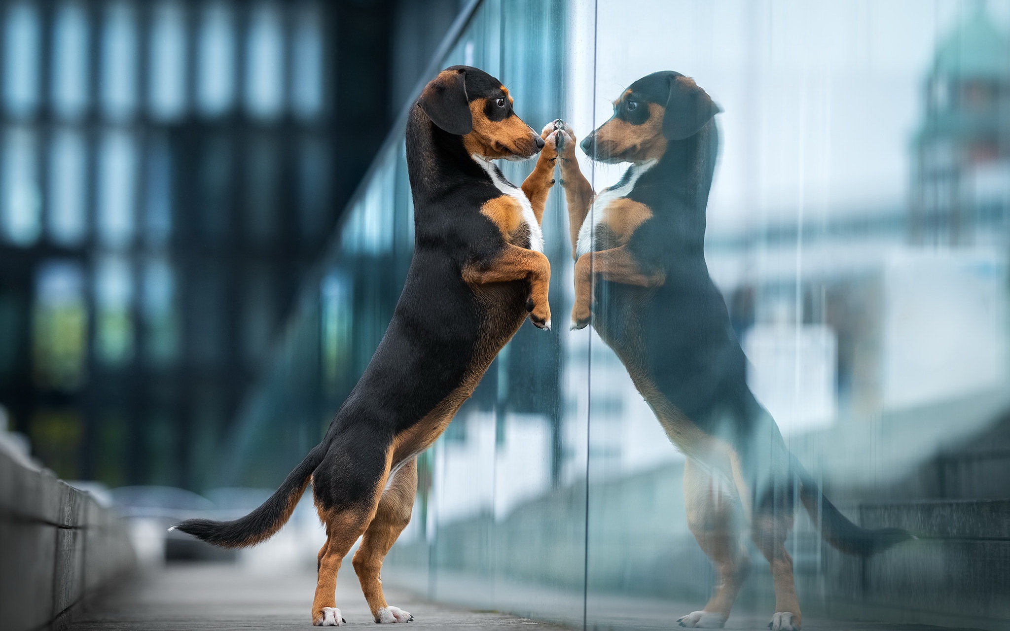 Dachshund Dog Pet Reflection 2048x1280