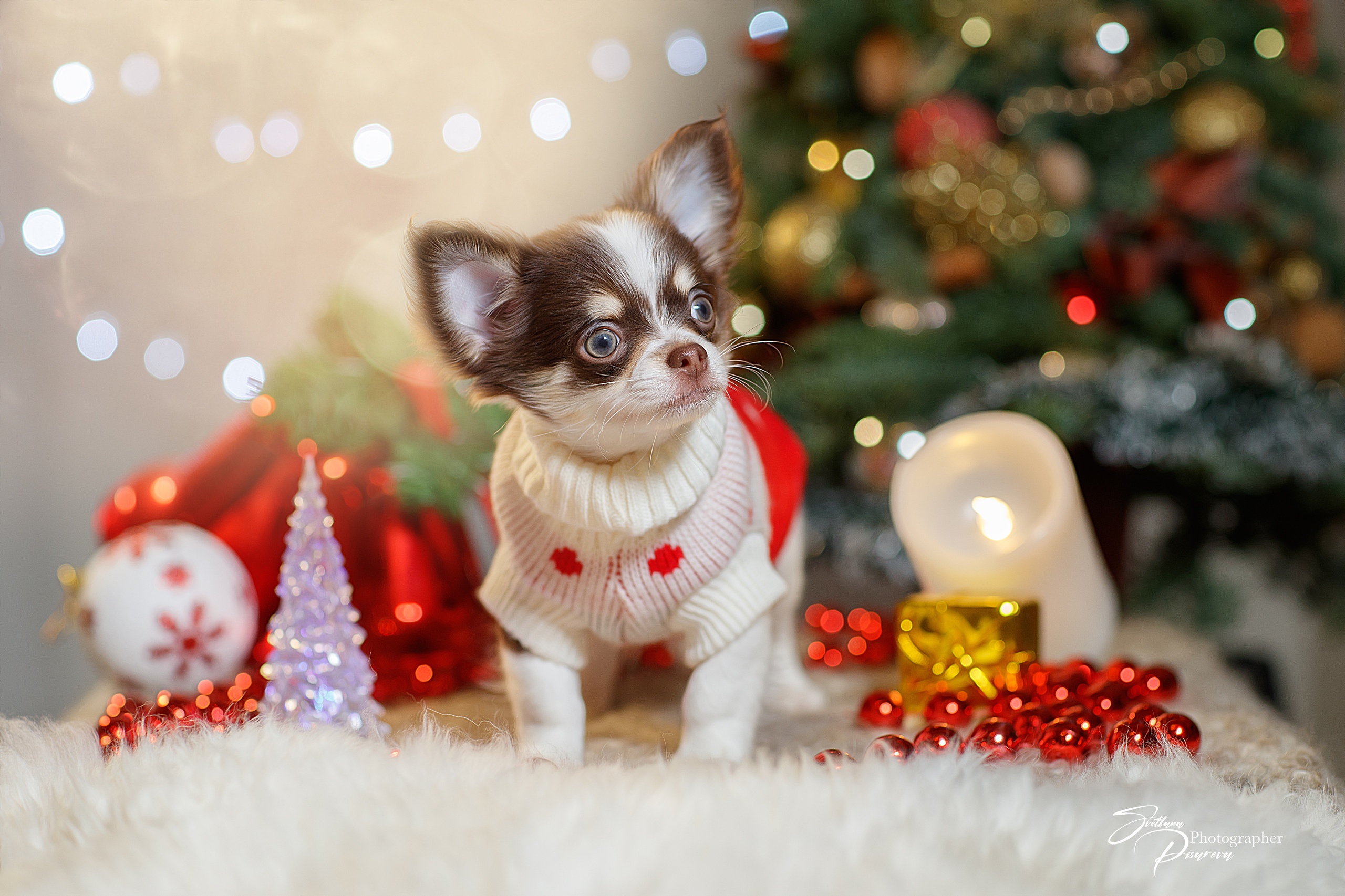 Chihuahua Christmas Decoration Dog Pet 2560x1706