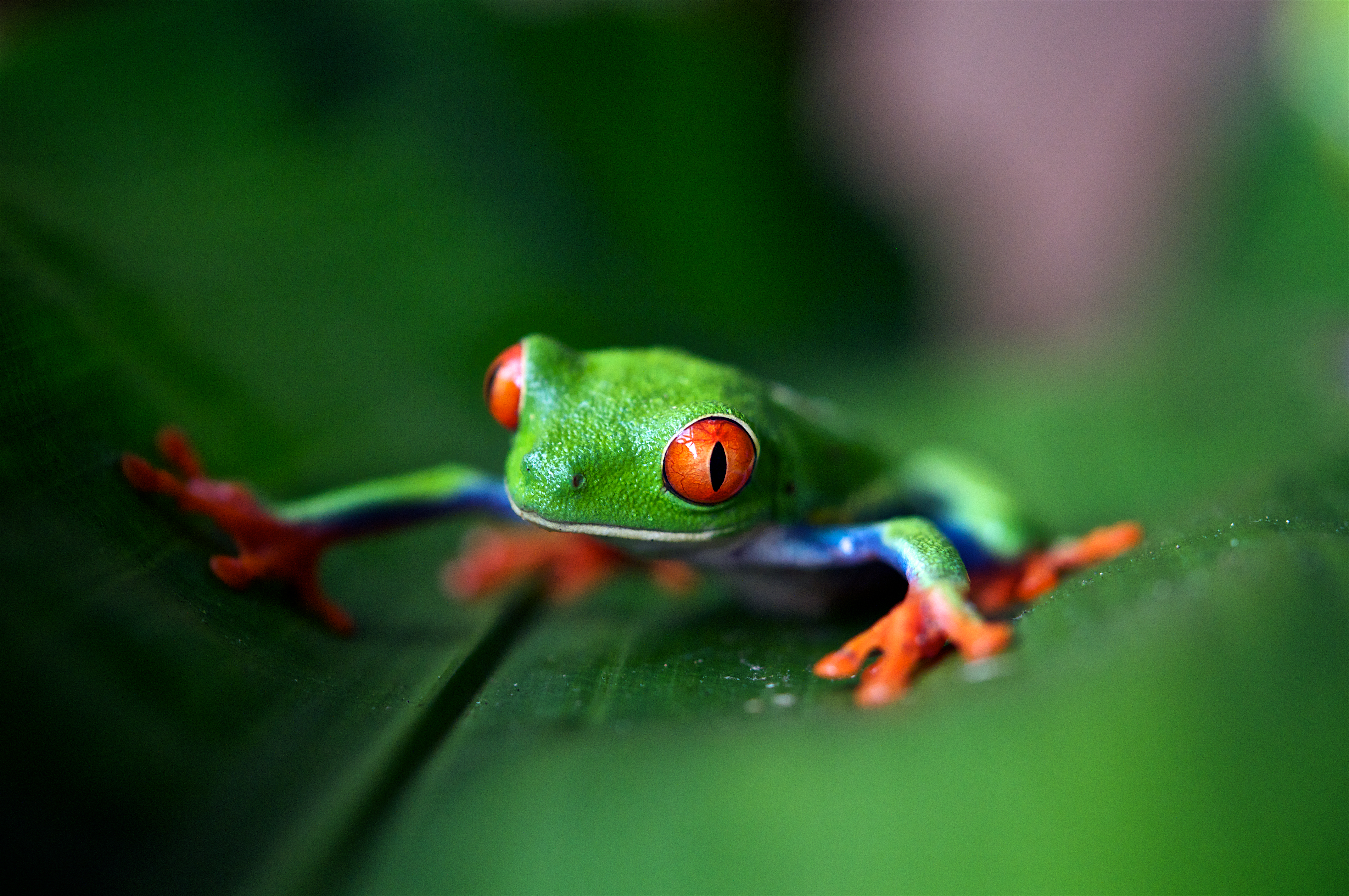 Frog Nature Red Eyed Tree Frogs Depth Of Field Macro Closeup Costa Rica 4288x2848