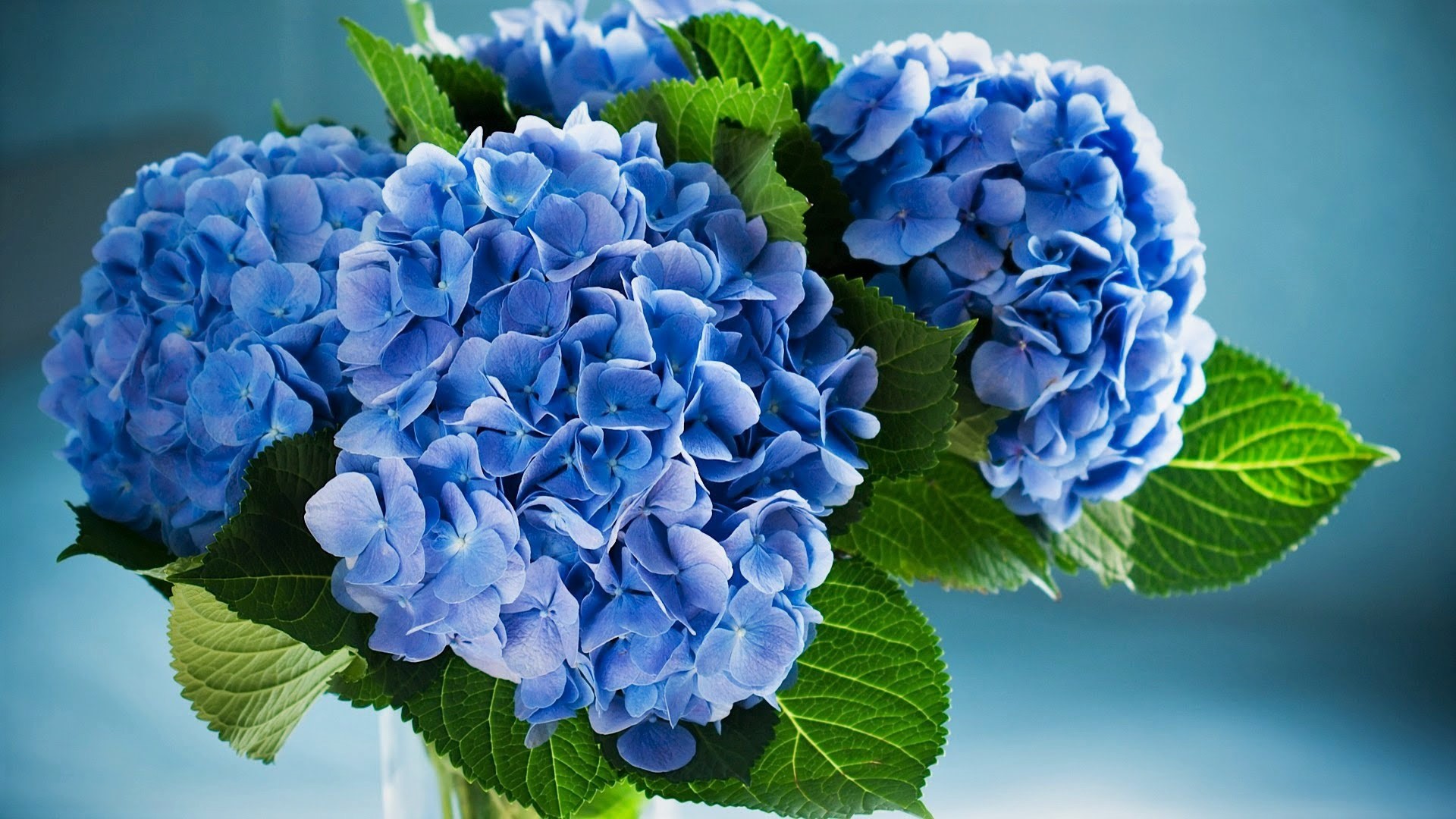 Blue Flower Flower Hydrangea Leaf 1920x1080