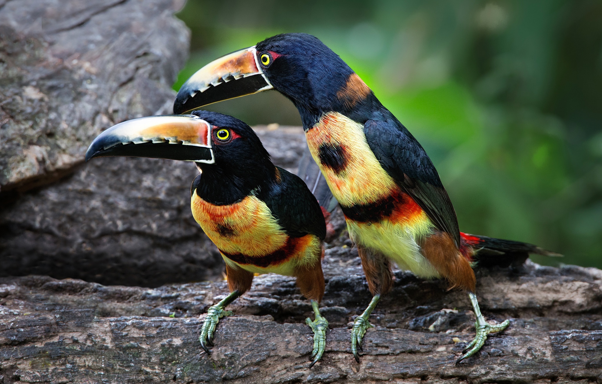 Beak Bird Toucan Wildlife 2048x1305