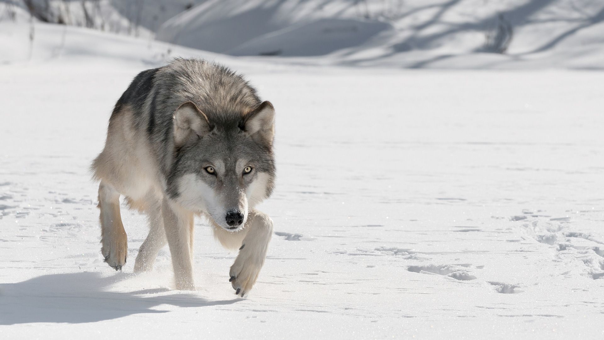 Snow Wildlife Wolf Predator Animal 1920x1080