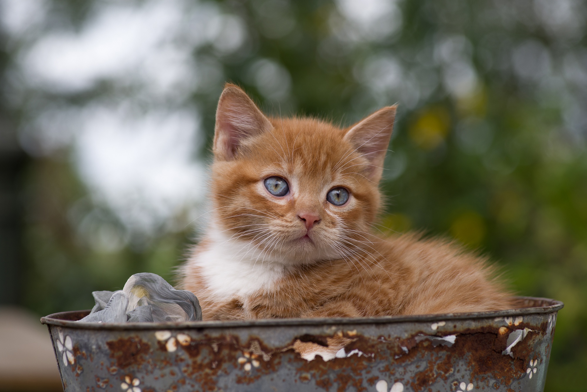Baby Animal Cat Kitten Pet 2000x1335