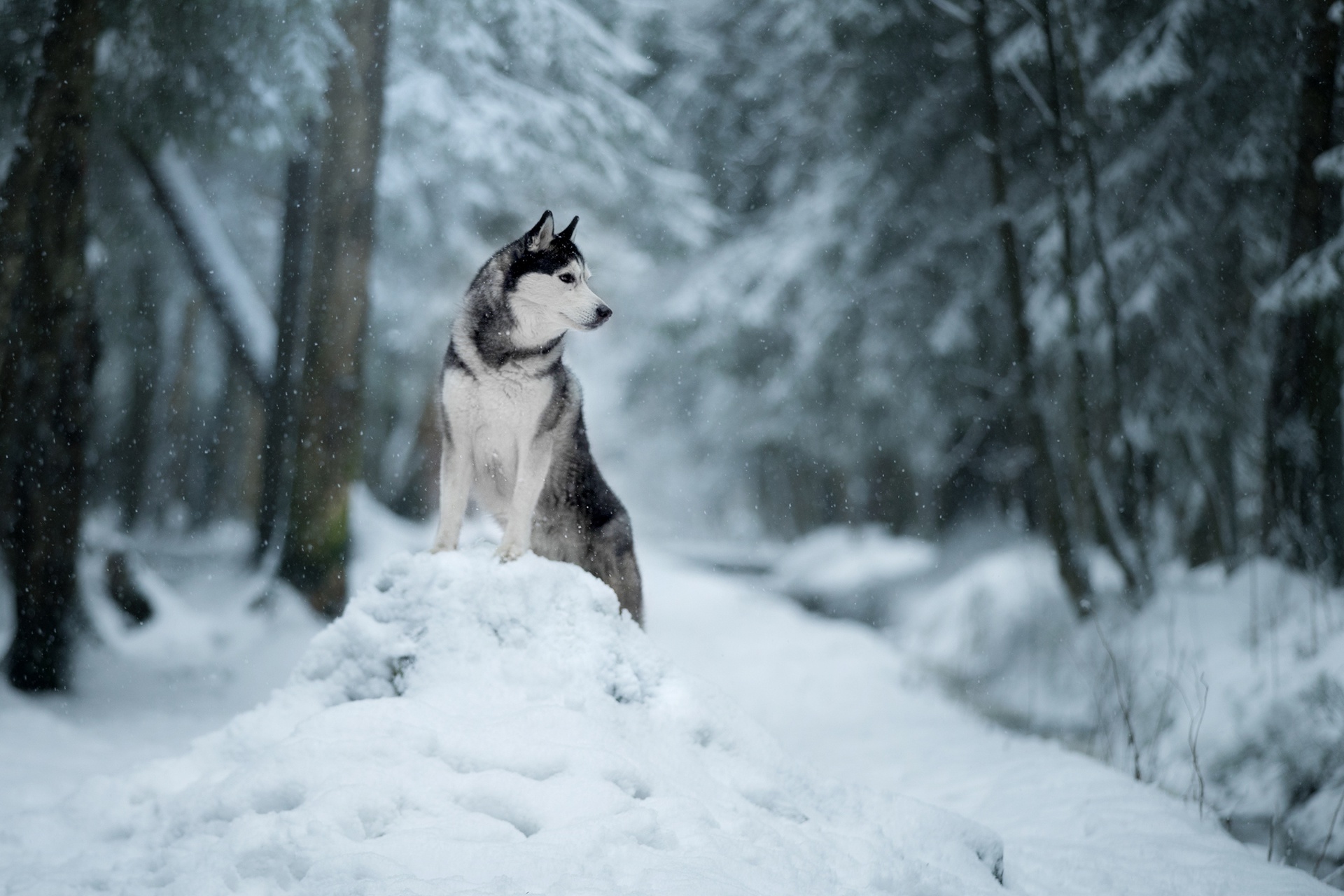 Depth Of Field Dog Husky Pet Snow Winter 1920x1280