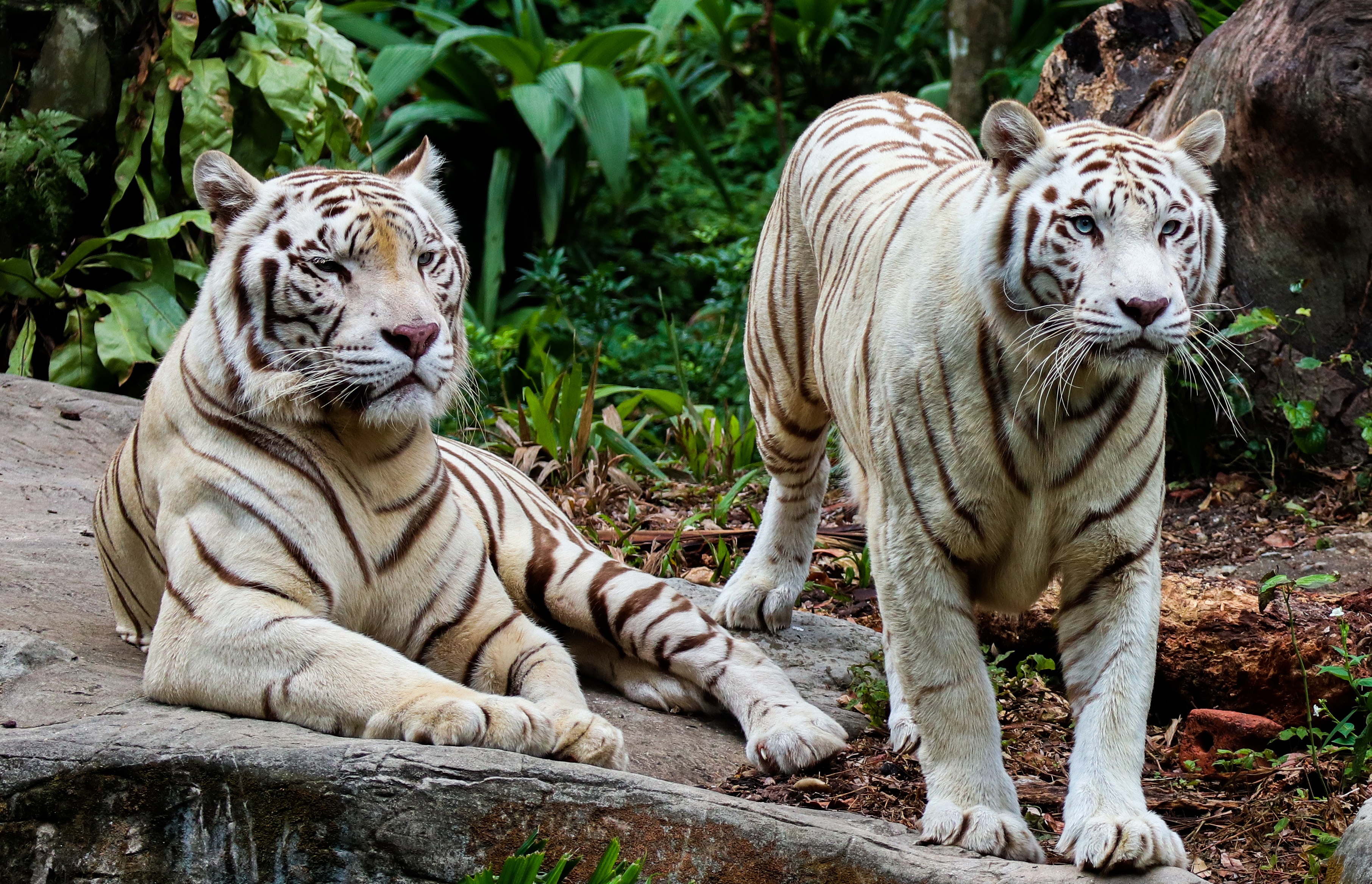 Big Cat White Tiger Wildlife Predator Animal 3623x2335