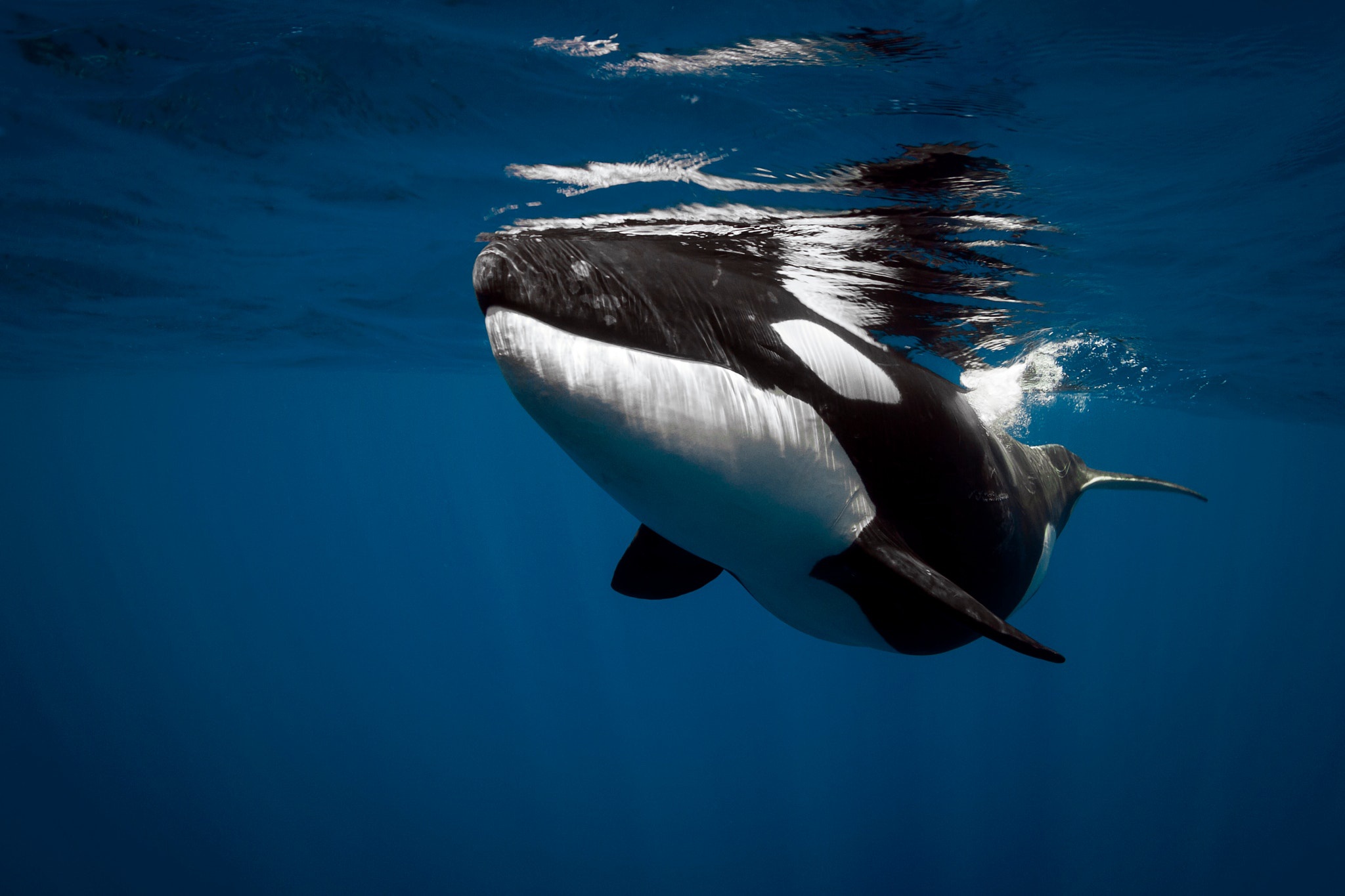 Orca Sea Life Underwater 2048x1365