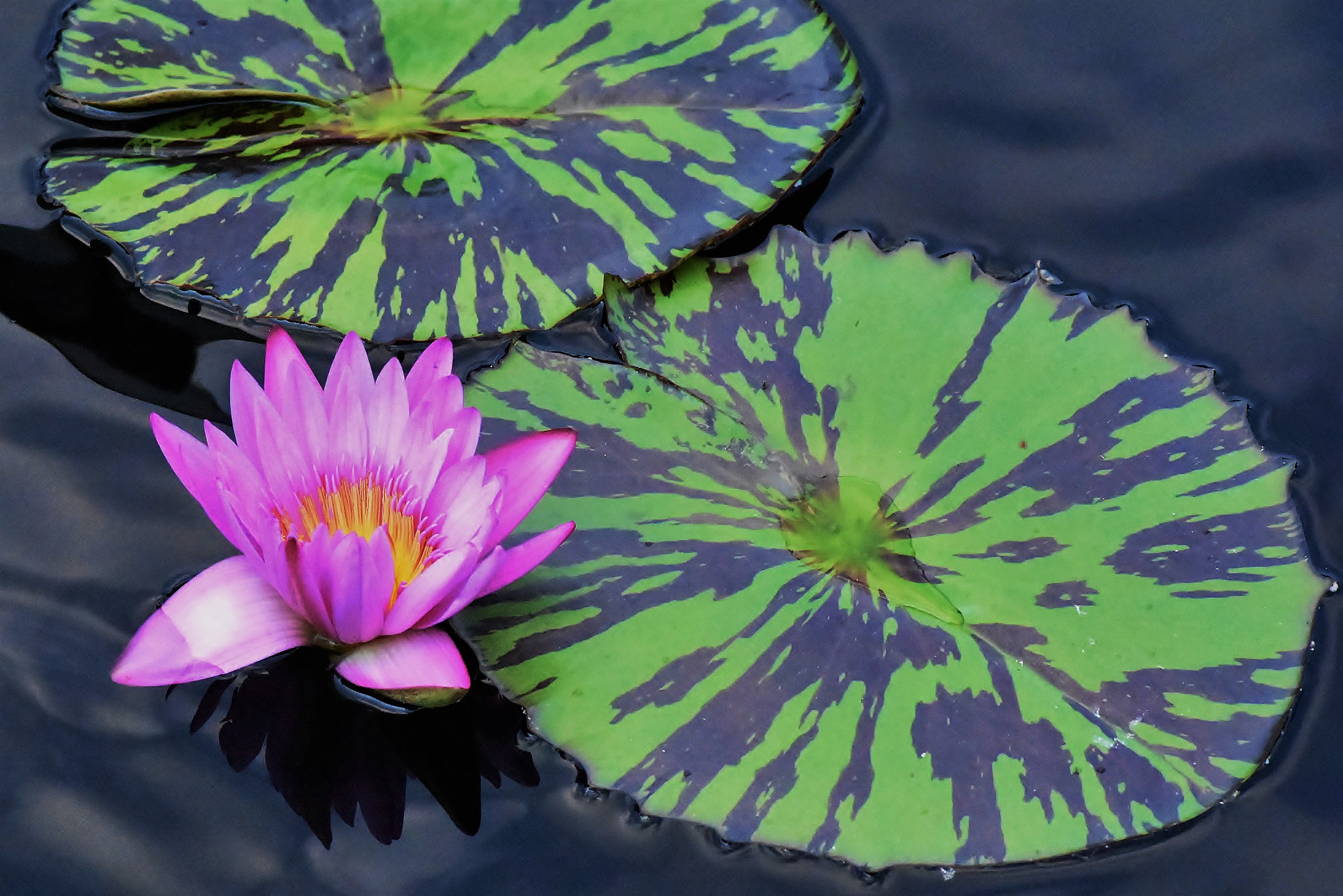 Earth Flower Lily Pad Pink Flower Pond Water Lily 4000x2669