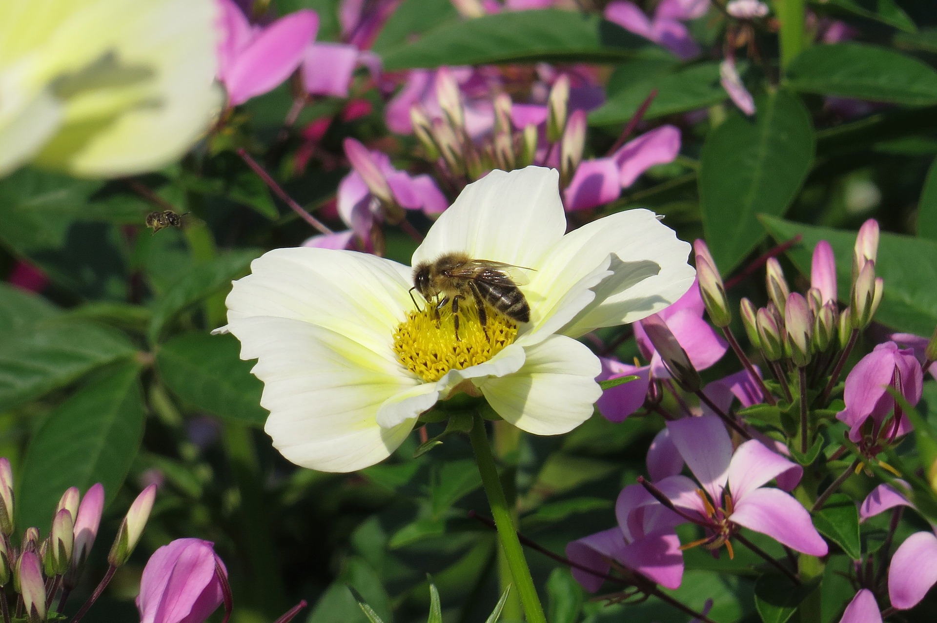 Bee Flower Insect White Flower 1920x1278