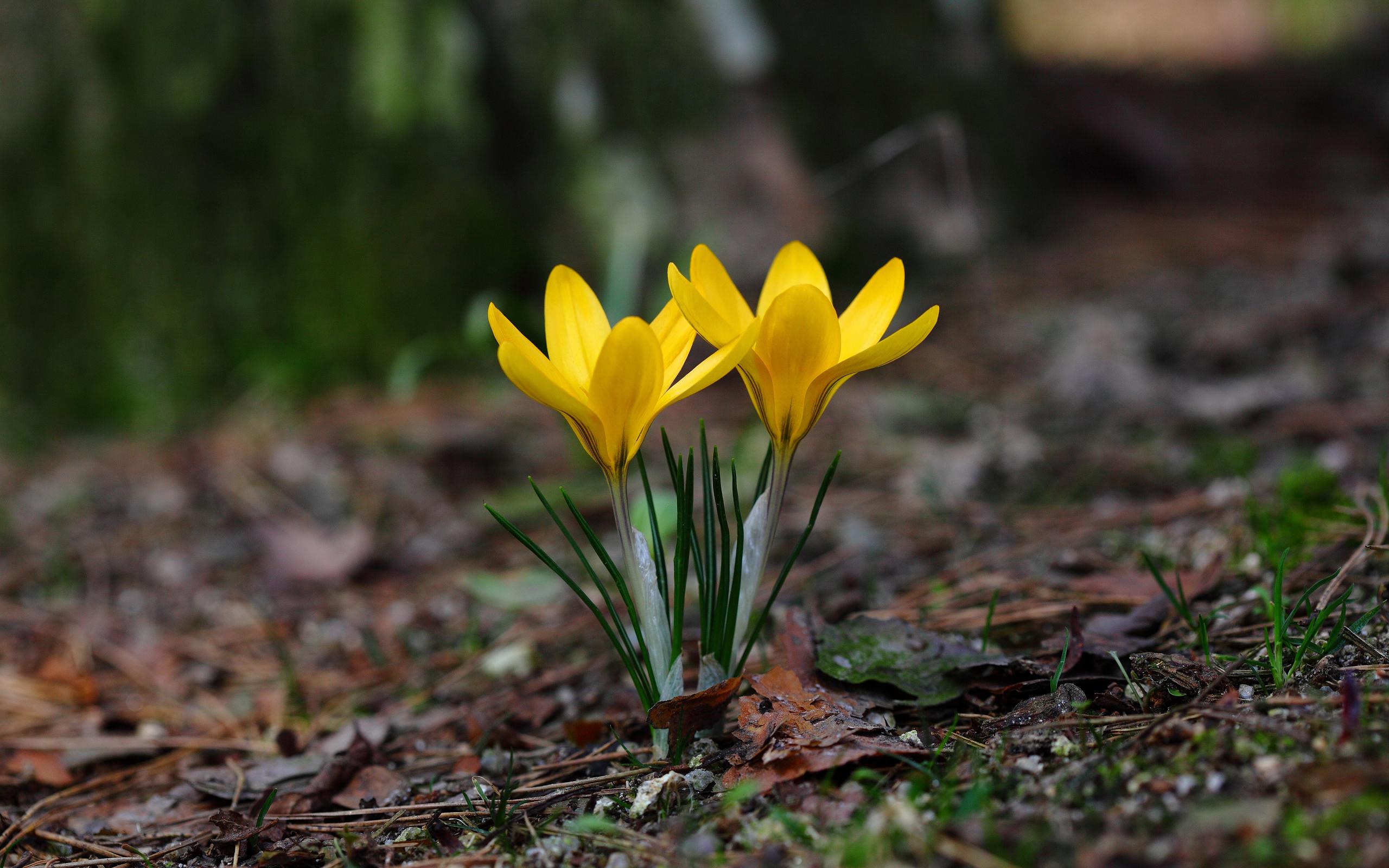 Crocus Flower Spring 2560x1600