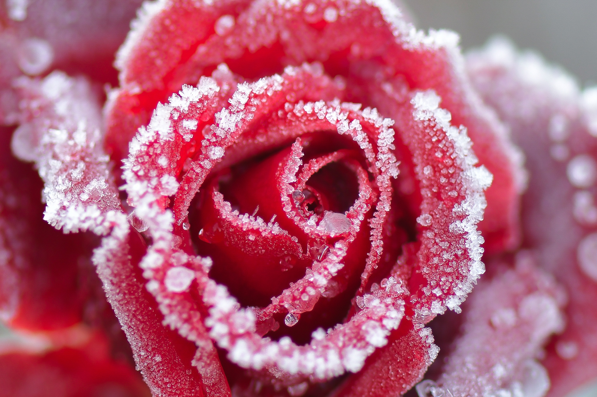 Flower Frost Macro Petal Red Flower Red Rose Rose 2048x1365