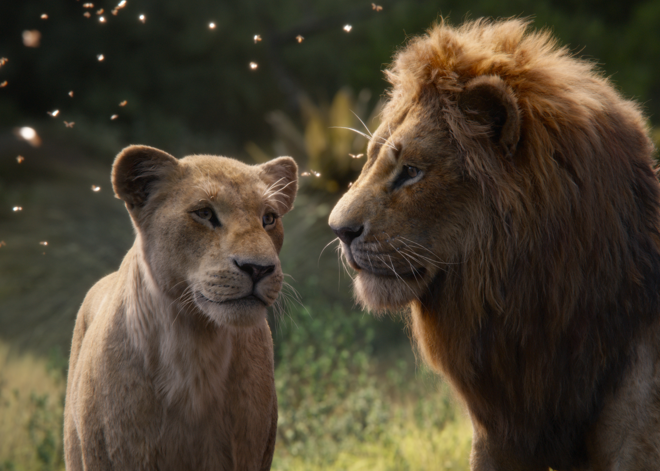 Nala The Lion King Simba The Lion King 2019 2148x1532