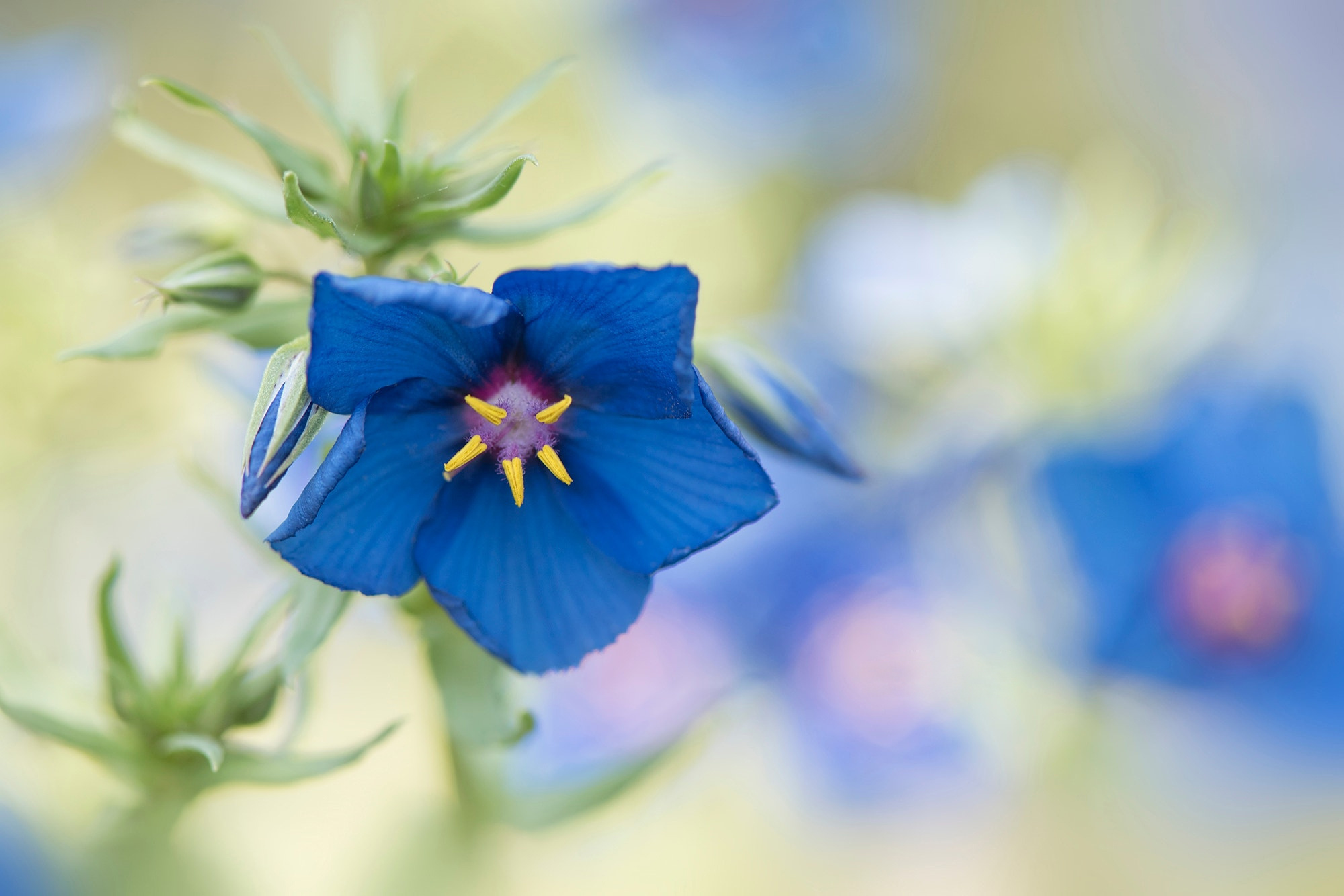 Blue Flower Flower Nature 2000x1334