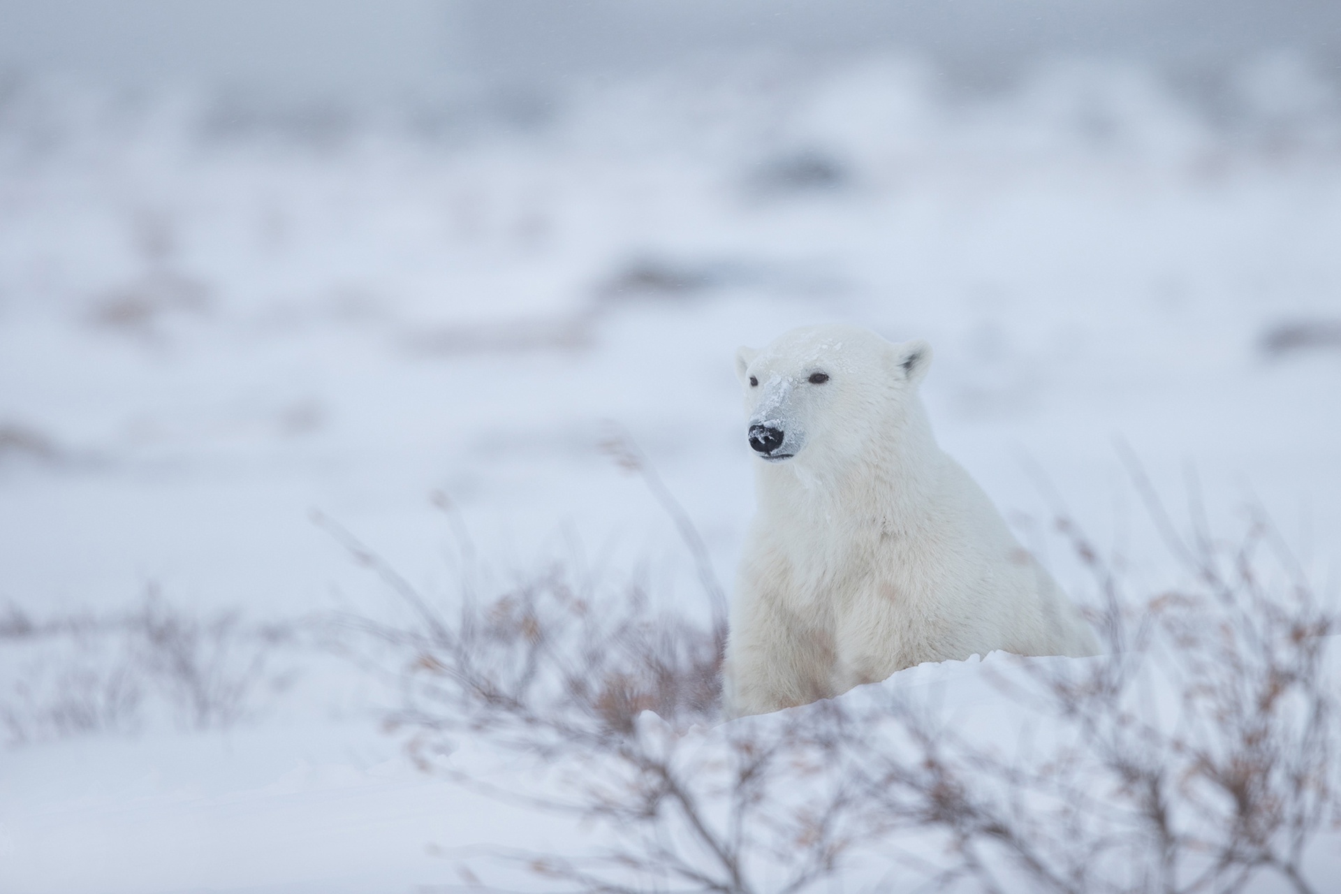 Polar Bear Snow Wildlife Winter Predator Animal 1920x1280