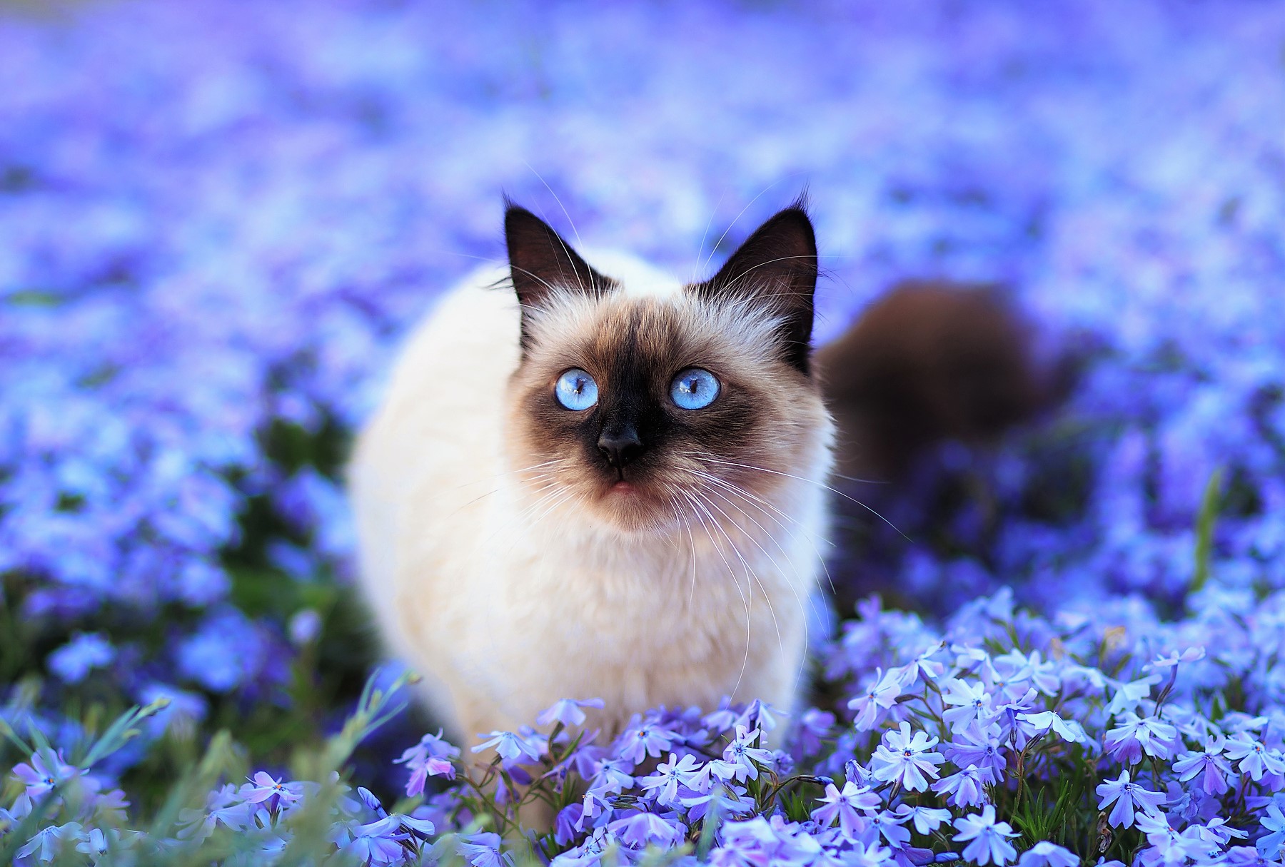 Animal Blue Eyes Blue Flower Blur Cat Cute Field Flower Himalayan Cat 1800x1215