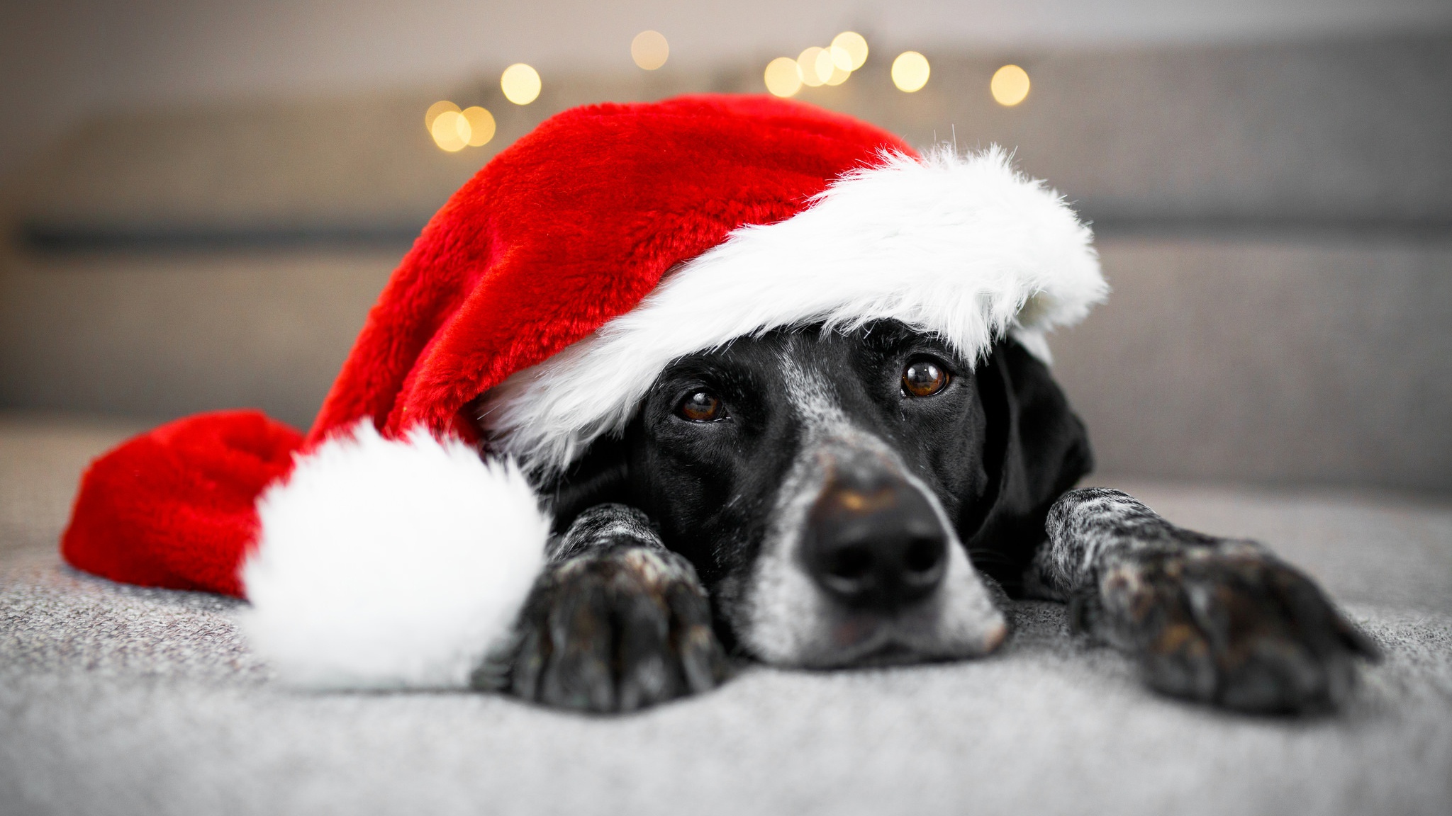 Dog Pet Santa Hat 2048x1152