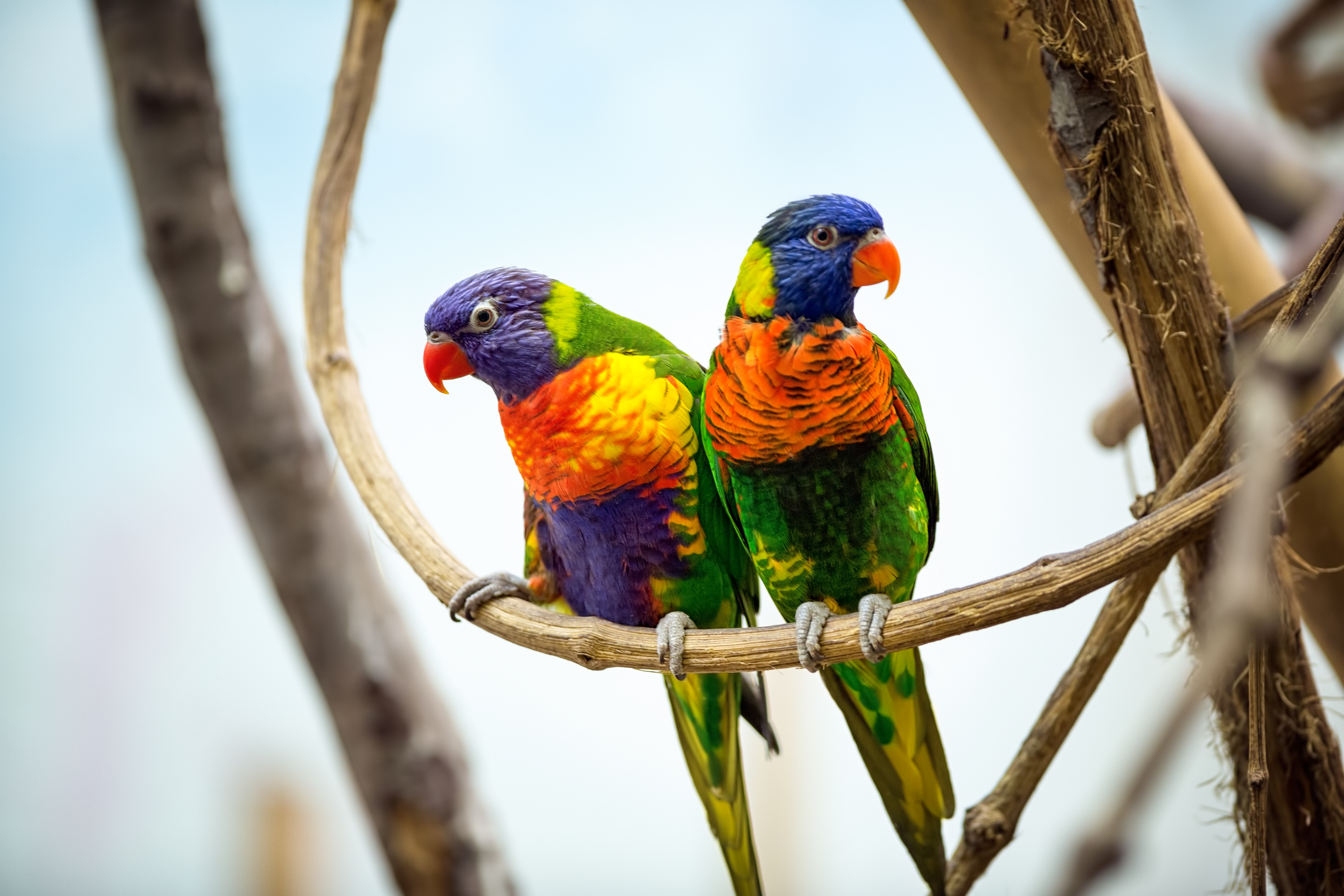 Couple Parrot Rainbow Lorikeet 3000x2000