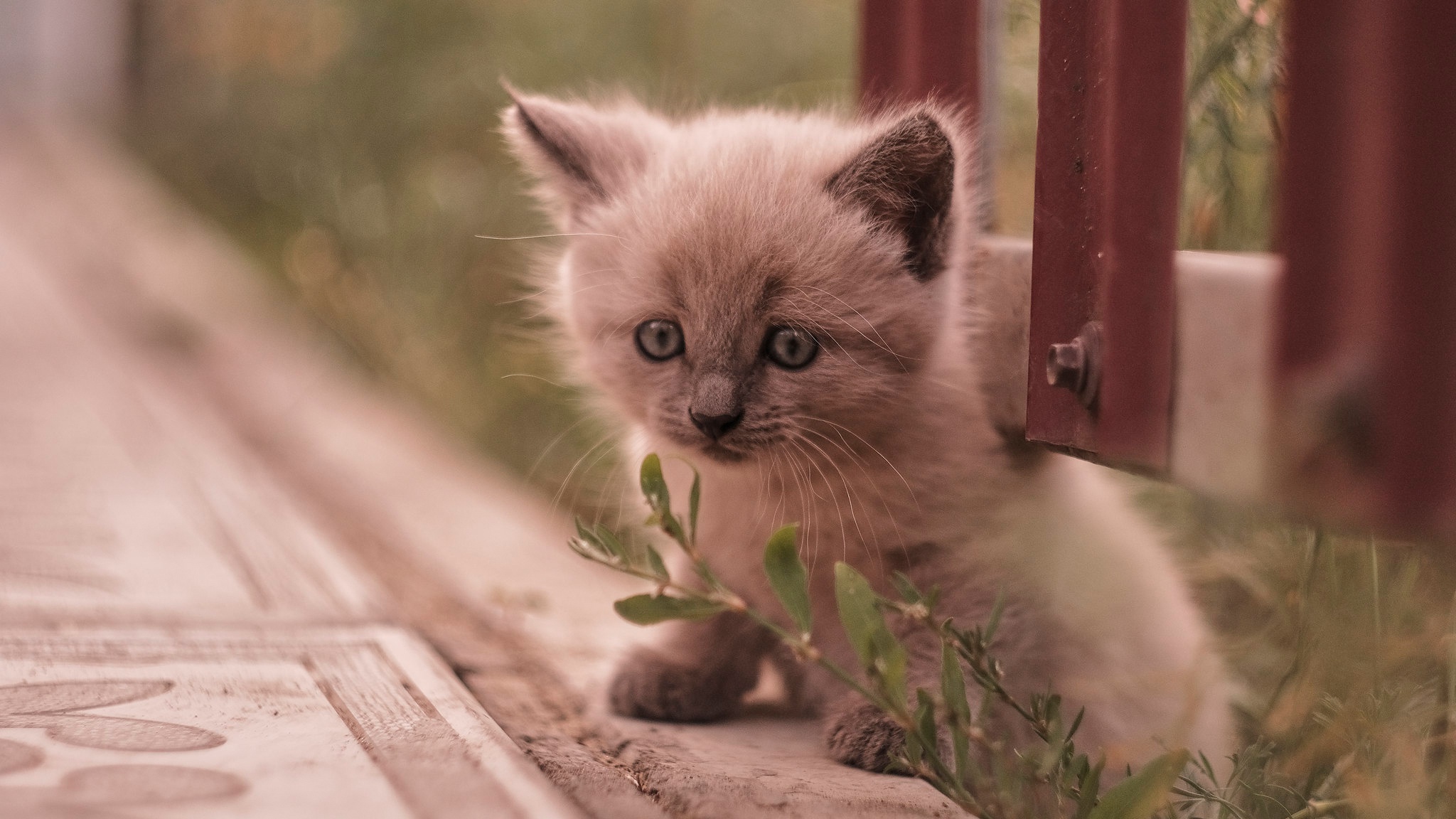 Baby Animal Cat Kitten Pet 2048x1152