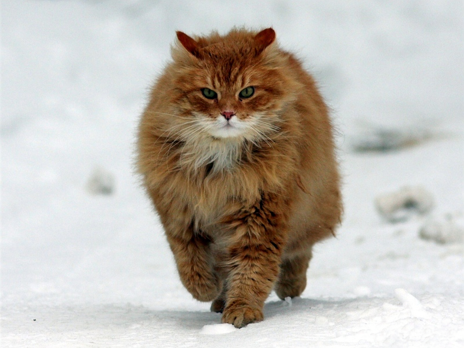 Animal Cat Fluffy Snow 1920x1440