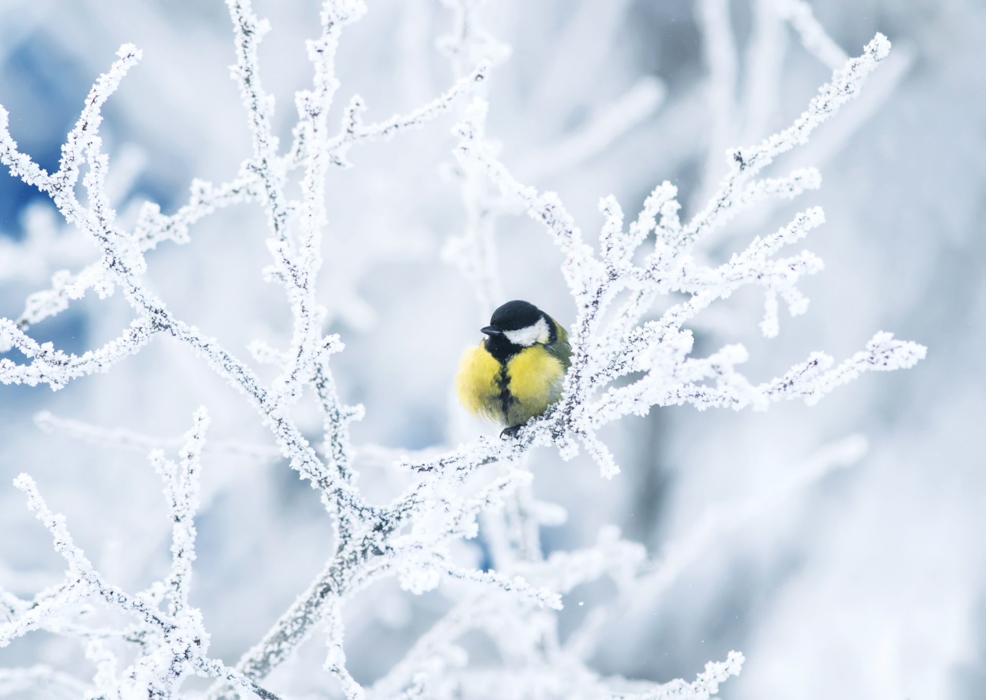 Bird Branch Snow Titmouse Wildlife Winter 1920x1363