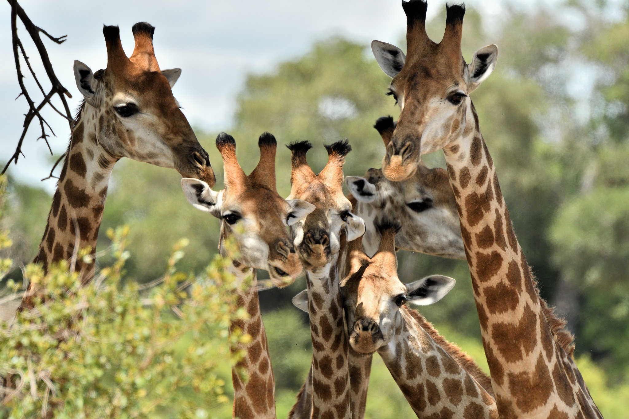 Baby Animal Giraffe Wildlife 2048x1365