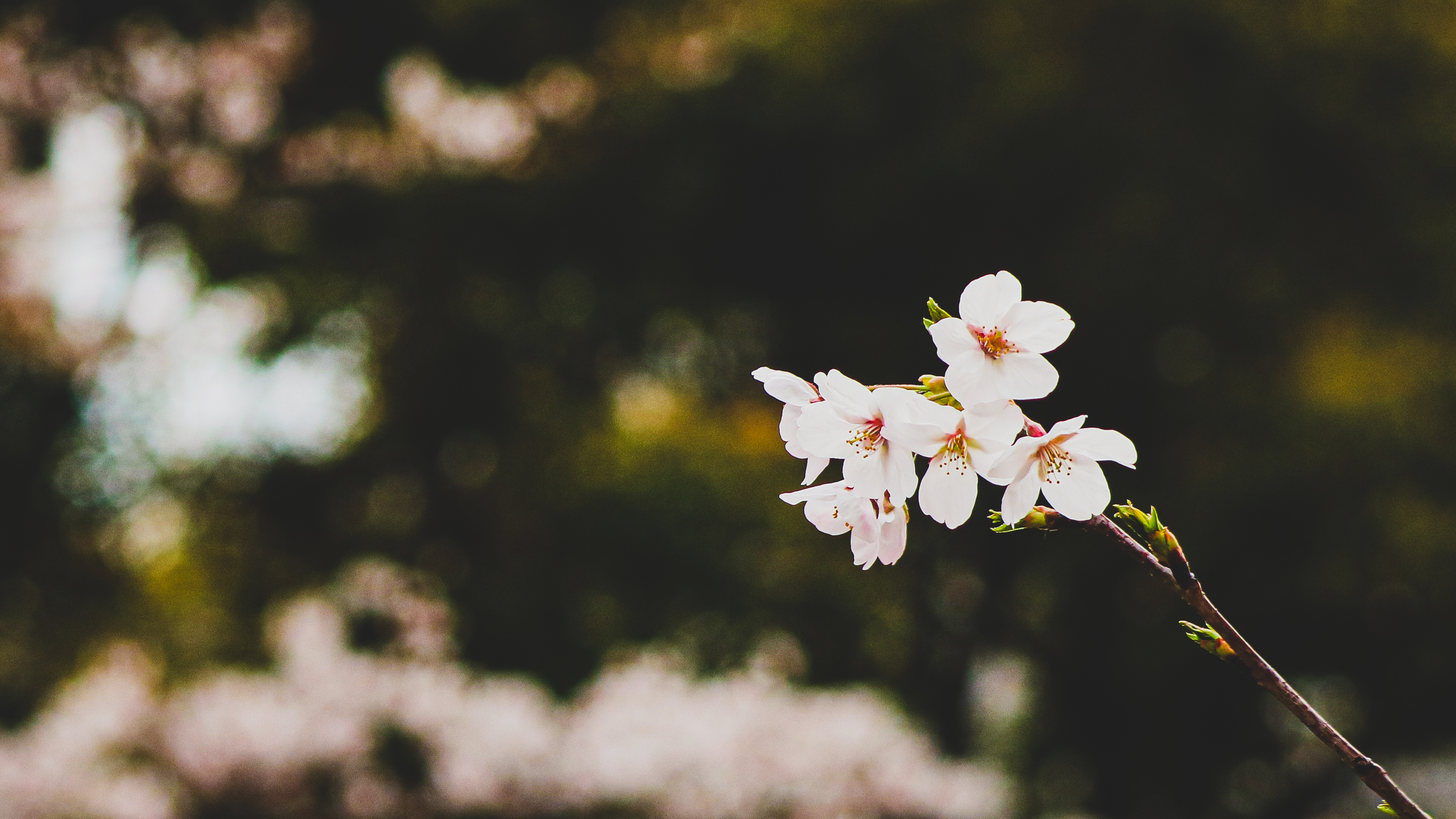 Japan Tokyo Sakura Blossom Cherry Blossom 3408x1917