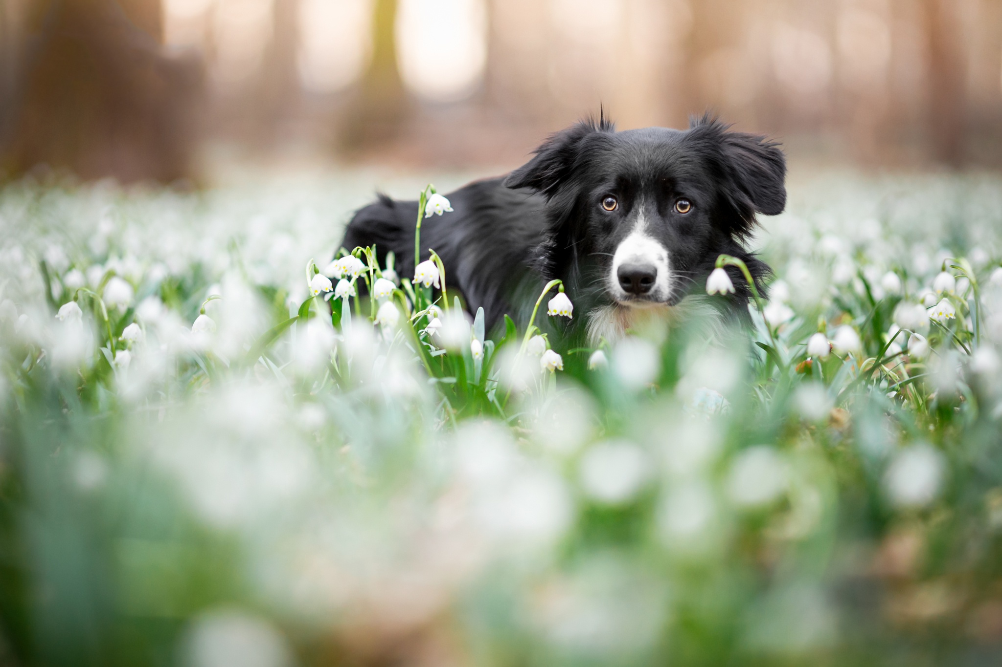 Border Collie Dog Pet Snowdrop White Flower 2048x1365