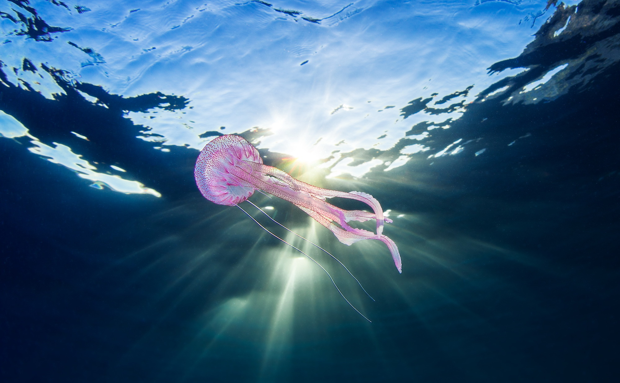 Jellyfish Sea Life Sunbeam Underwater 1999x1236