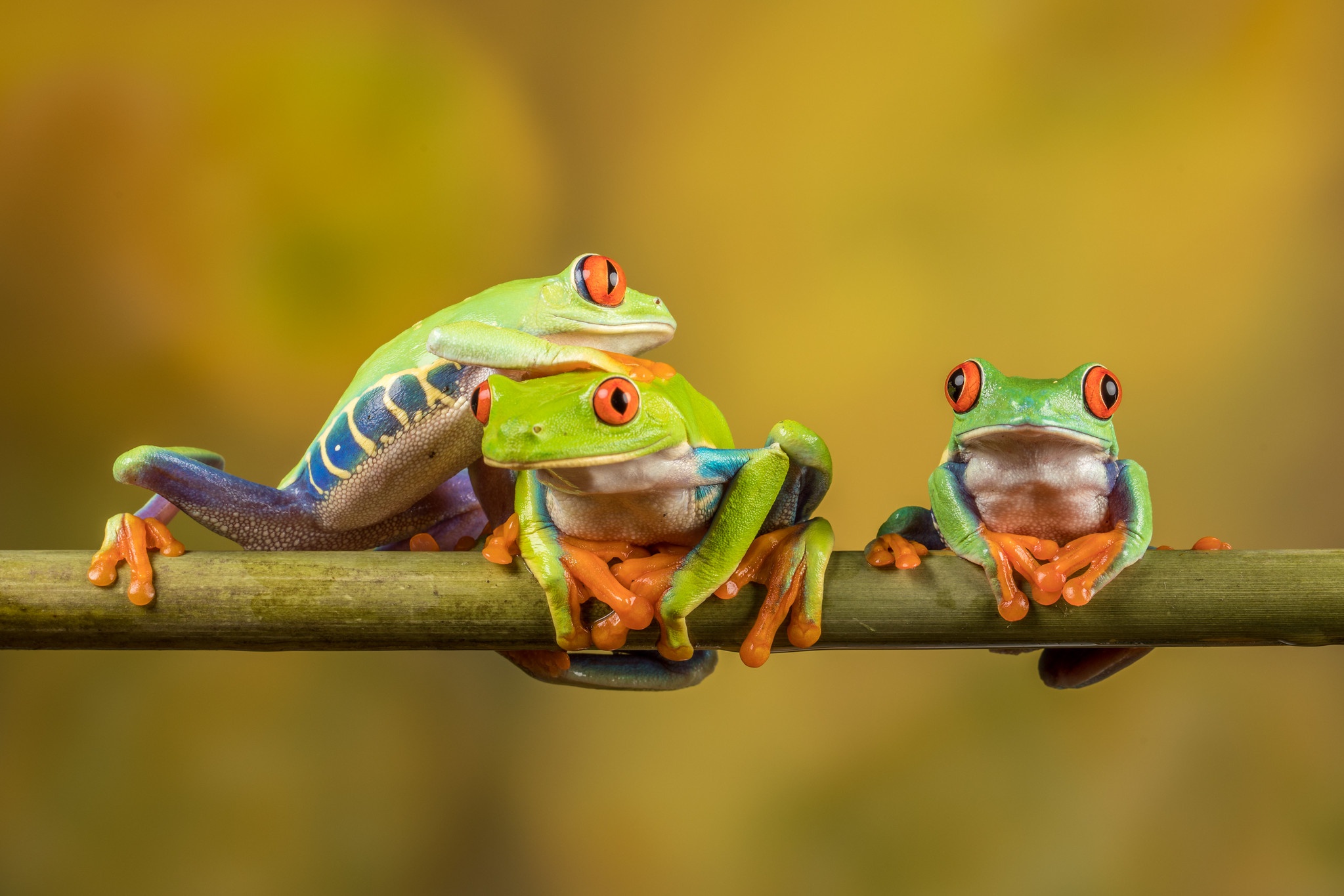 Amphibian Frog Red Eyed Tree Frog Wildlife 2047x1365
