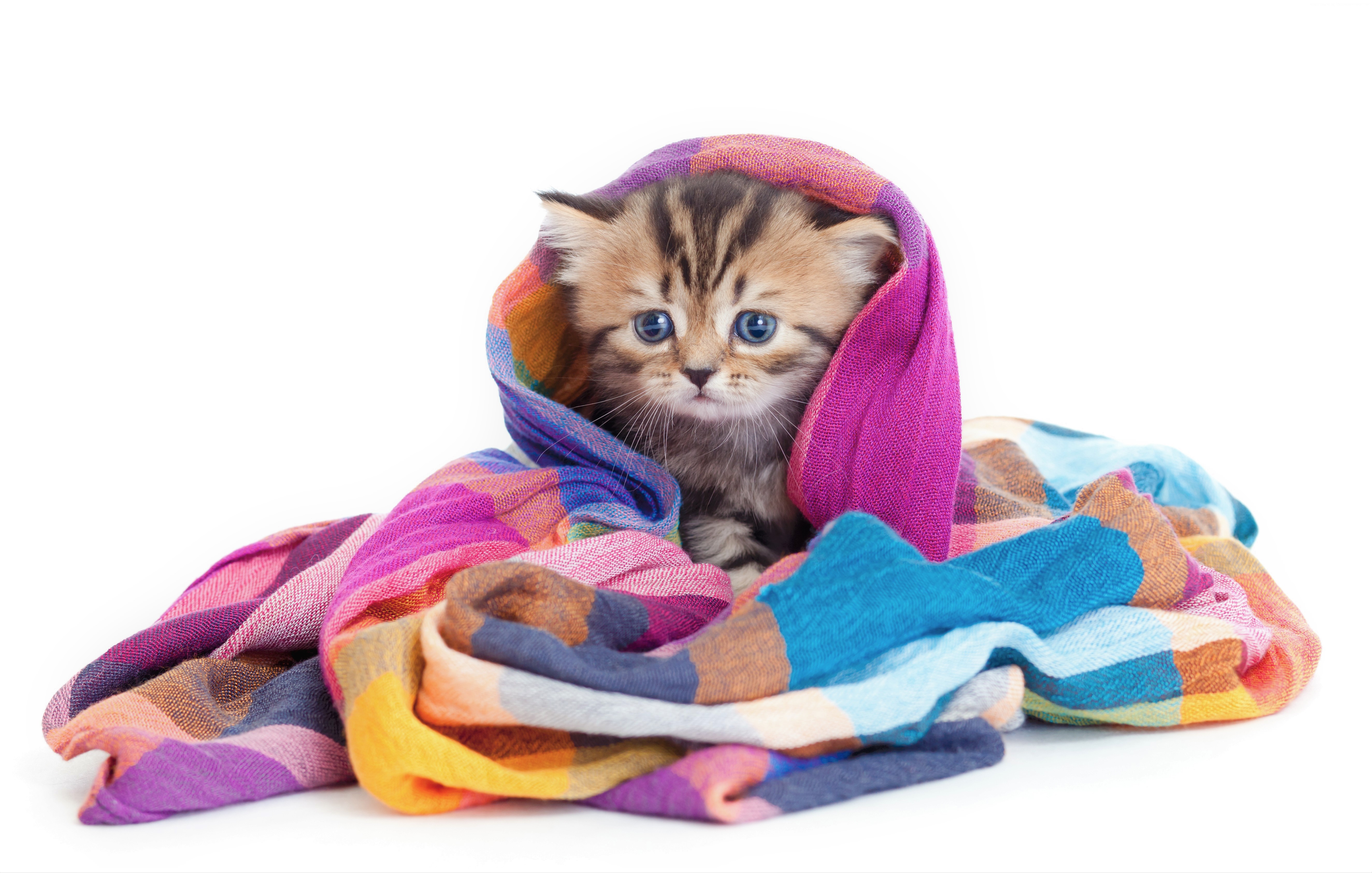 Animal Baby Animal Blanket Cat Colorful Cute Kitten 5297x3370
