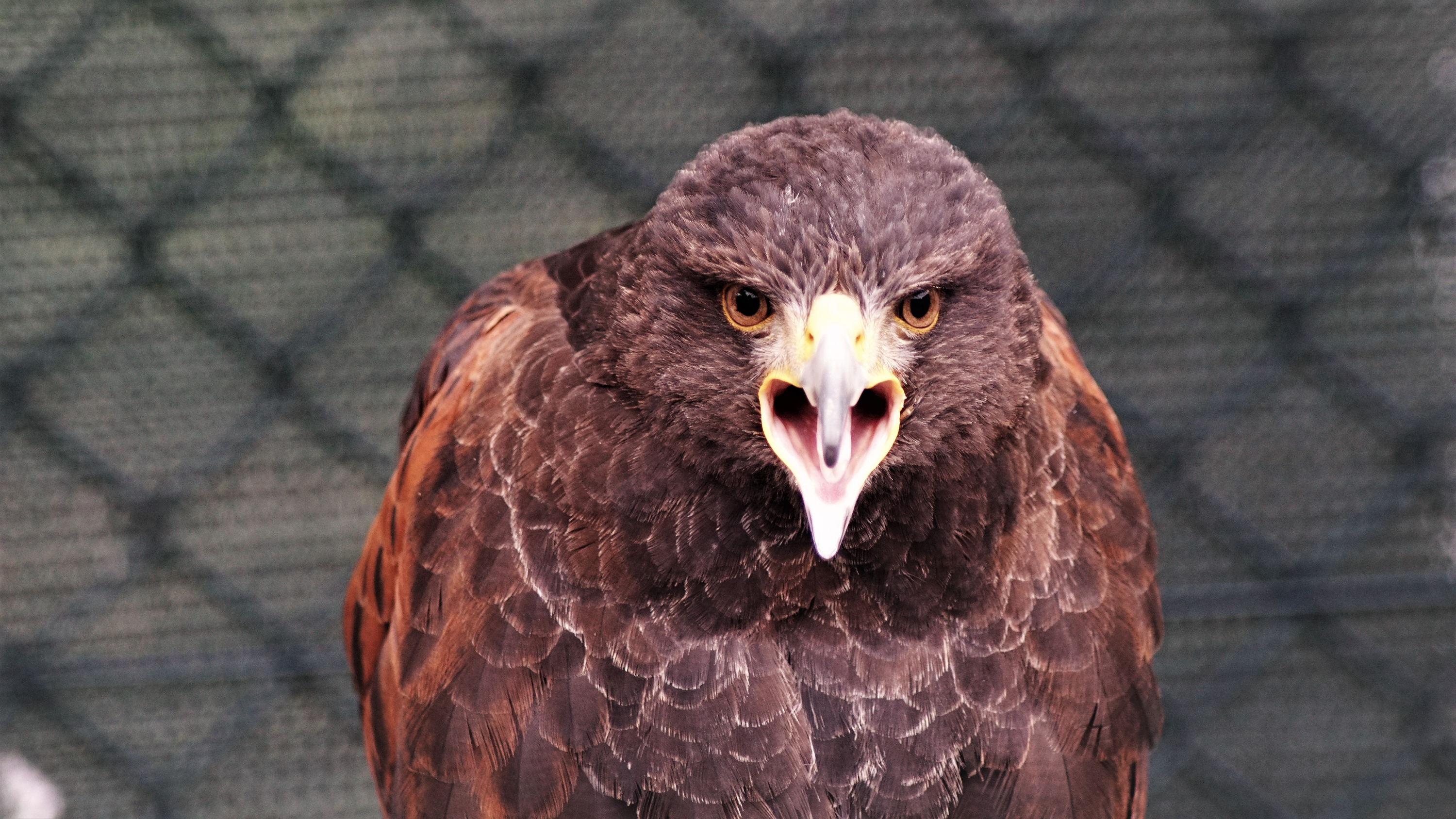 Animal Bird Eagle Golden Eagle 3000x1688